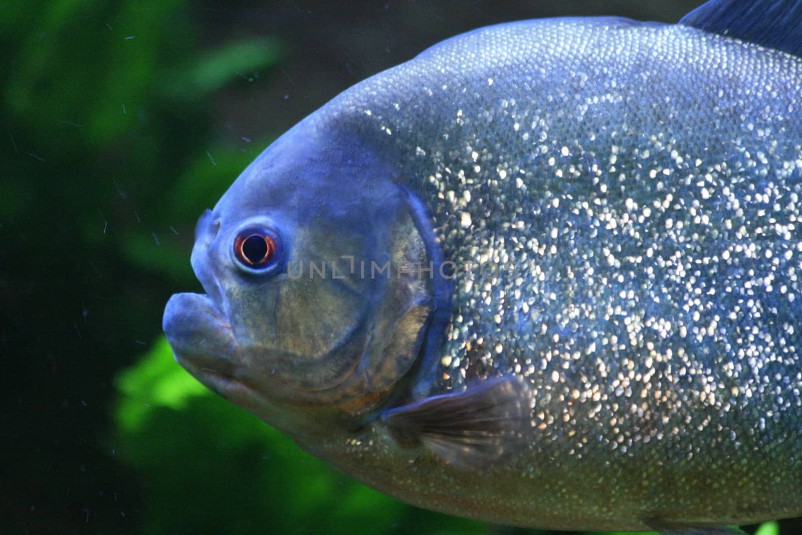 nice big piranha fish in natural environment 