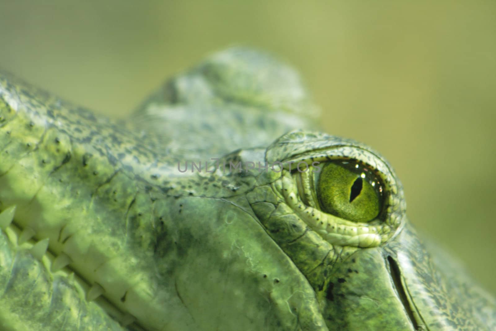 crocodile eye as very nice  wild animal background