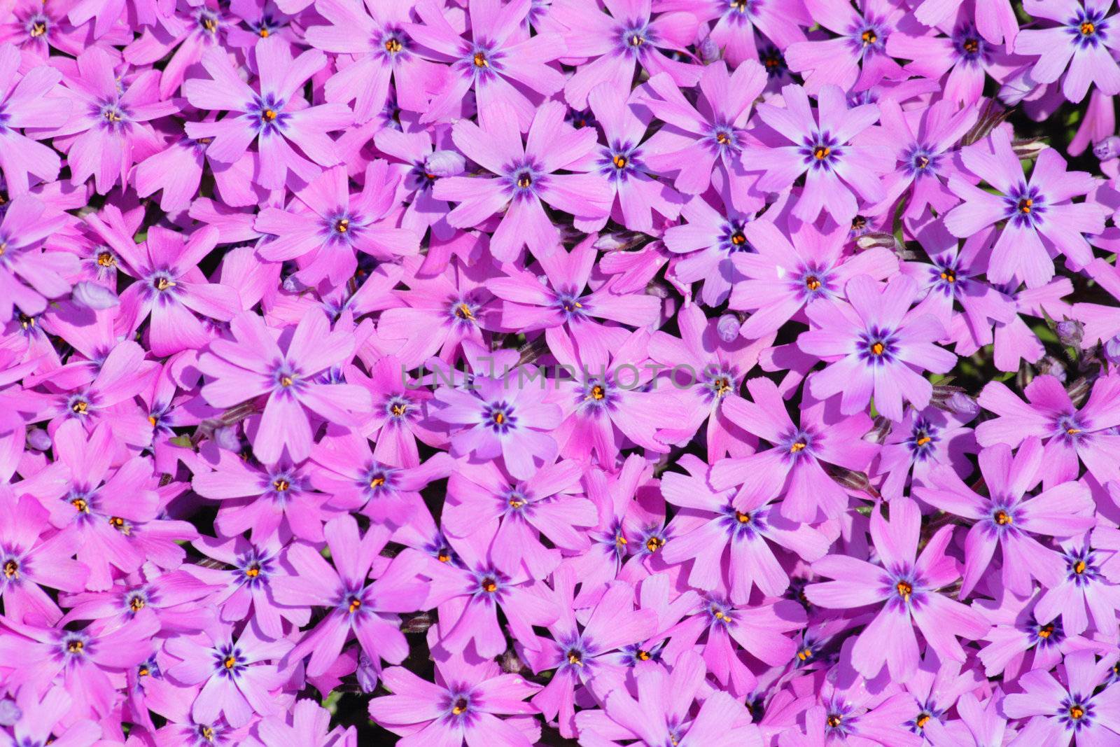violet flowers as very nice color natural background