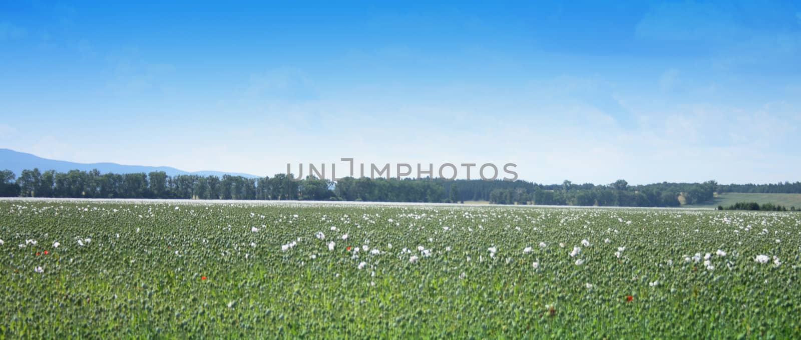 poppy field as very nice natural background