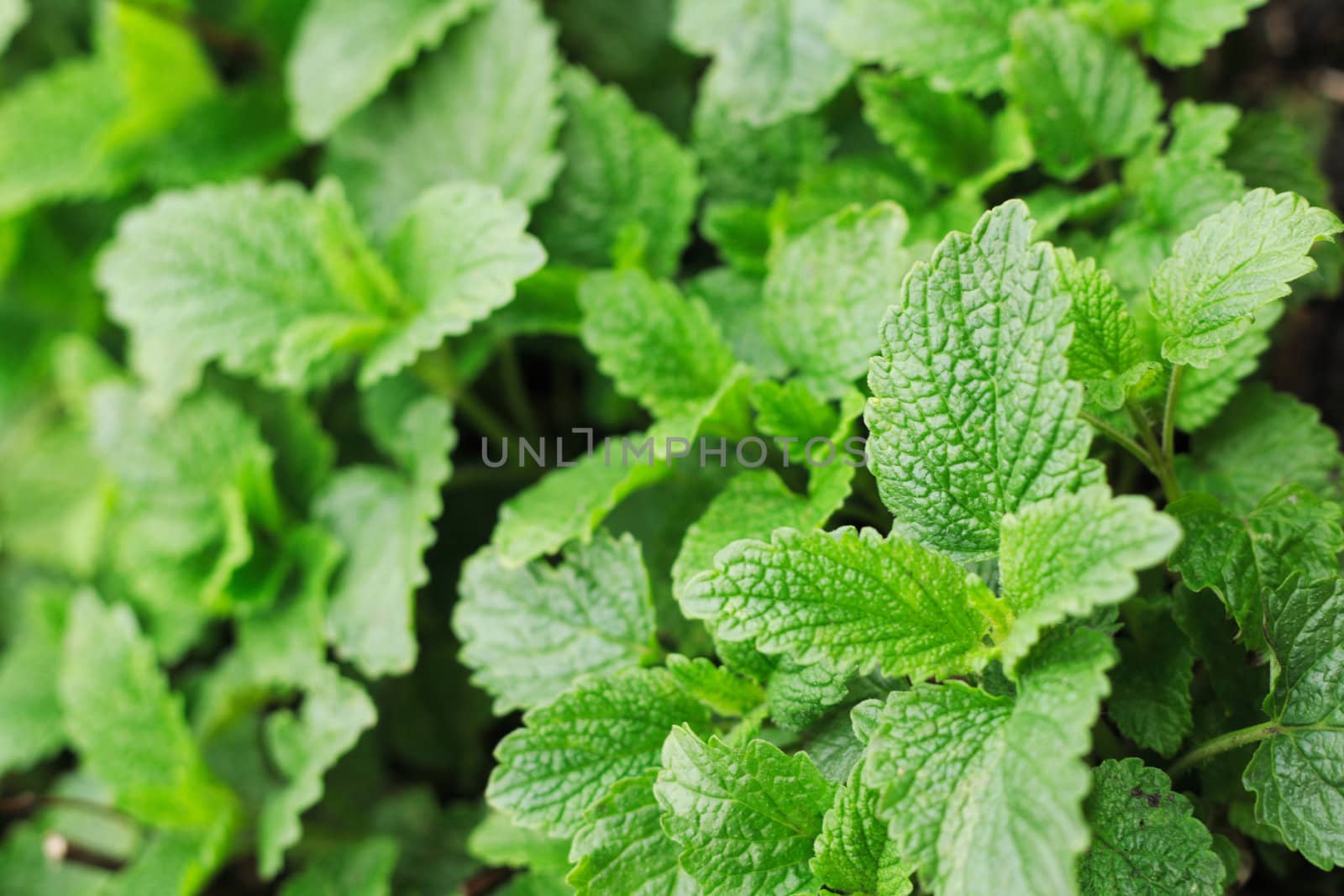 sweet mint leaves  as nice natural background