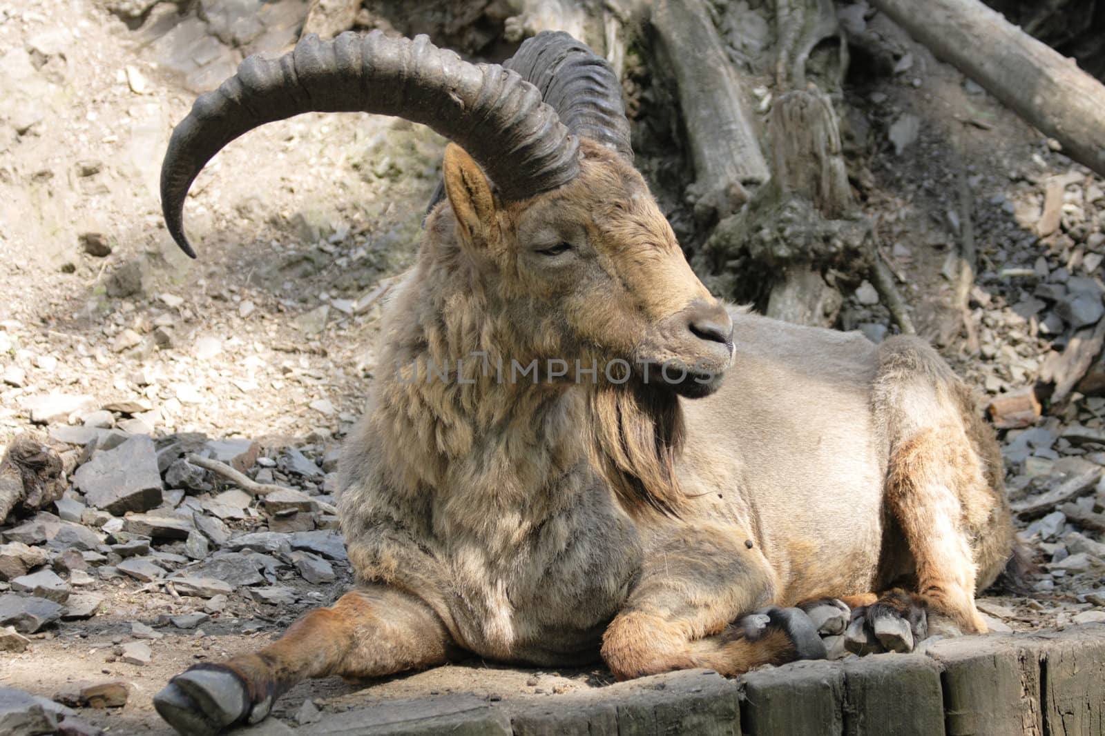 real brown chamois from the Prague ZOO