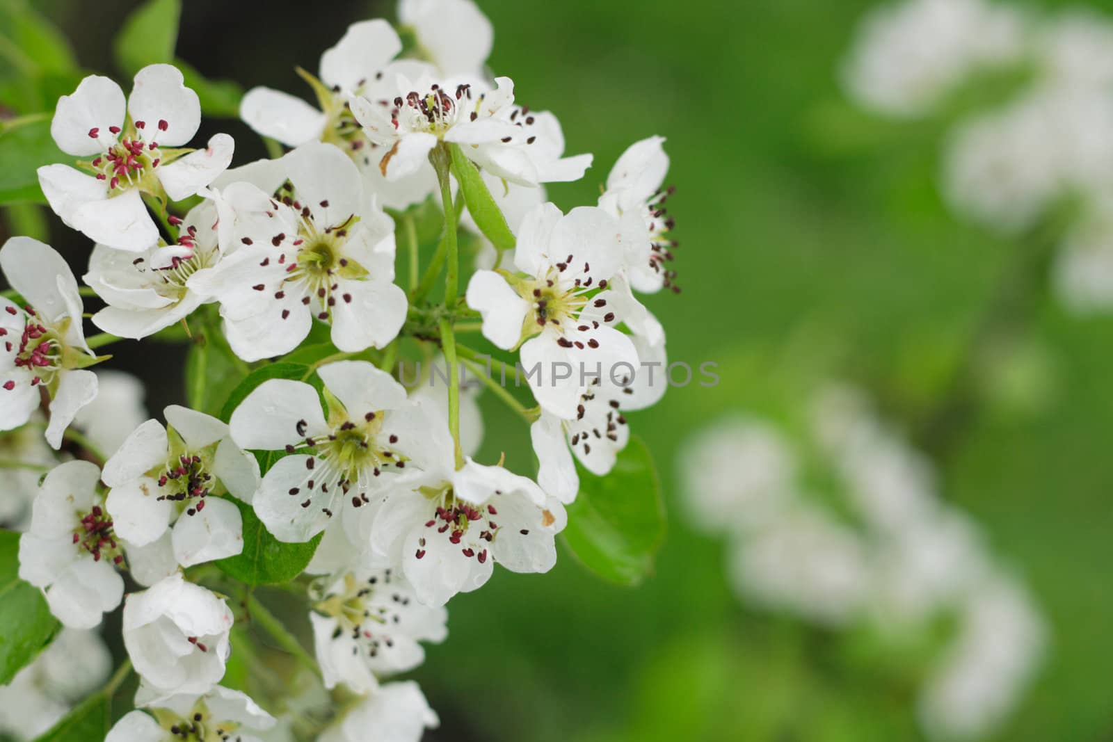 spring apple flowers as nice natural background