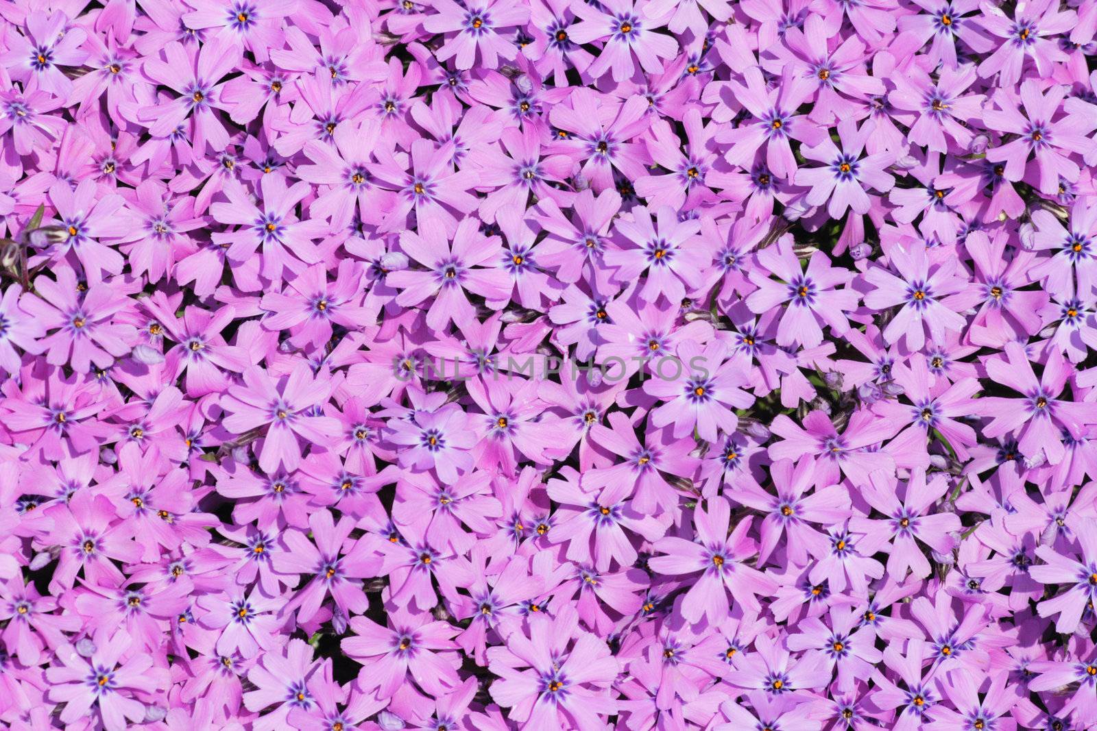 violet flowers as very nice color natural background