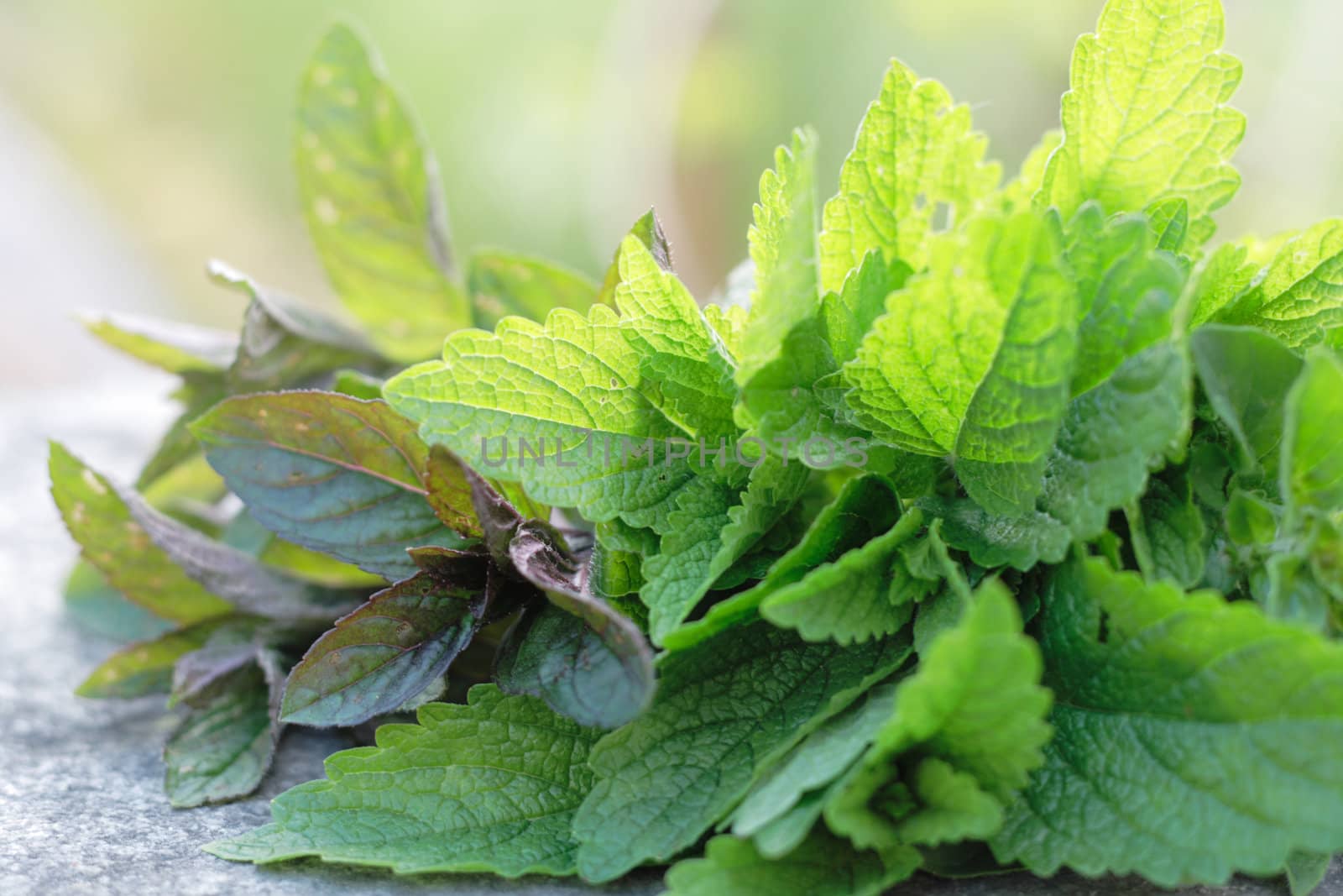 fresh green mint as very nice grocery background