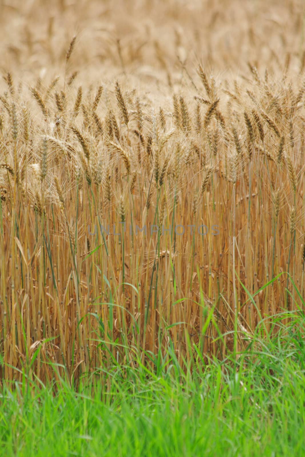 nice golden corn in the early spring 