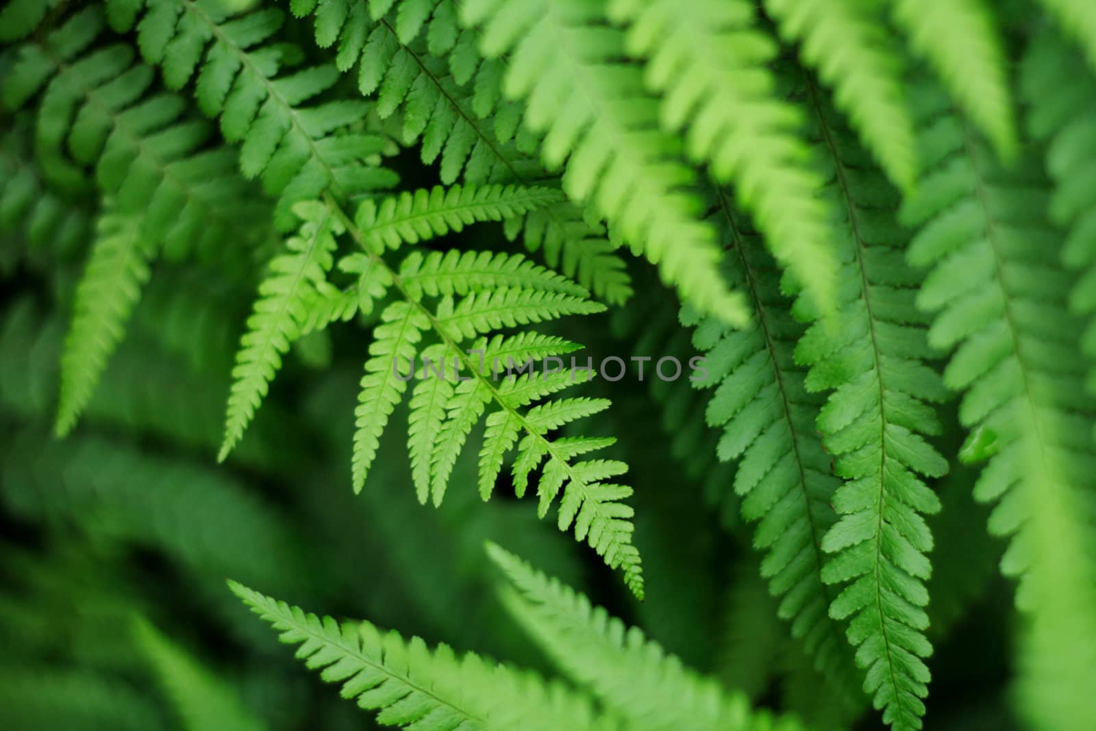 leaves as very nice green natural background