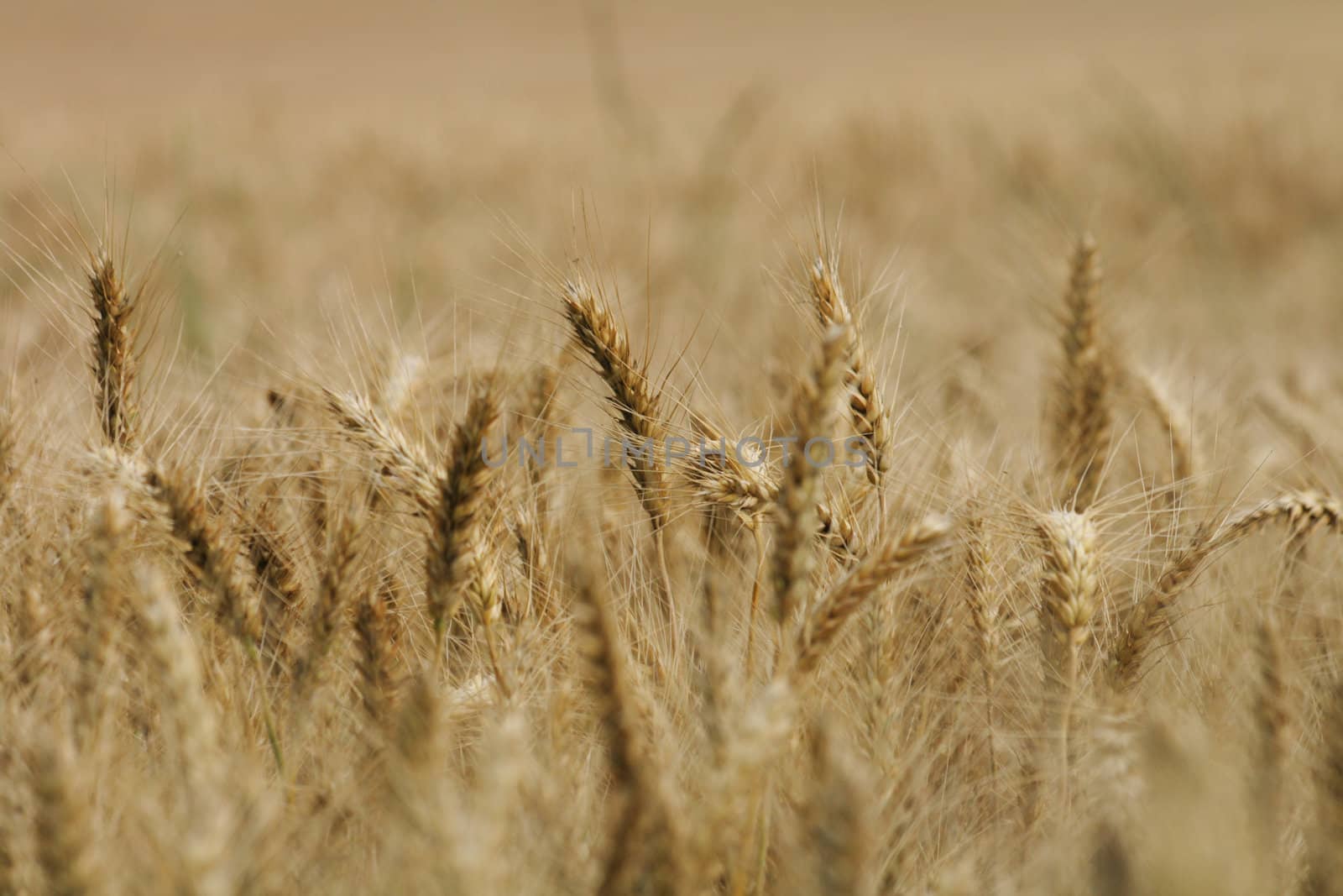 very nice gold corn as natural background