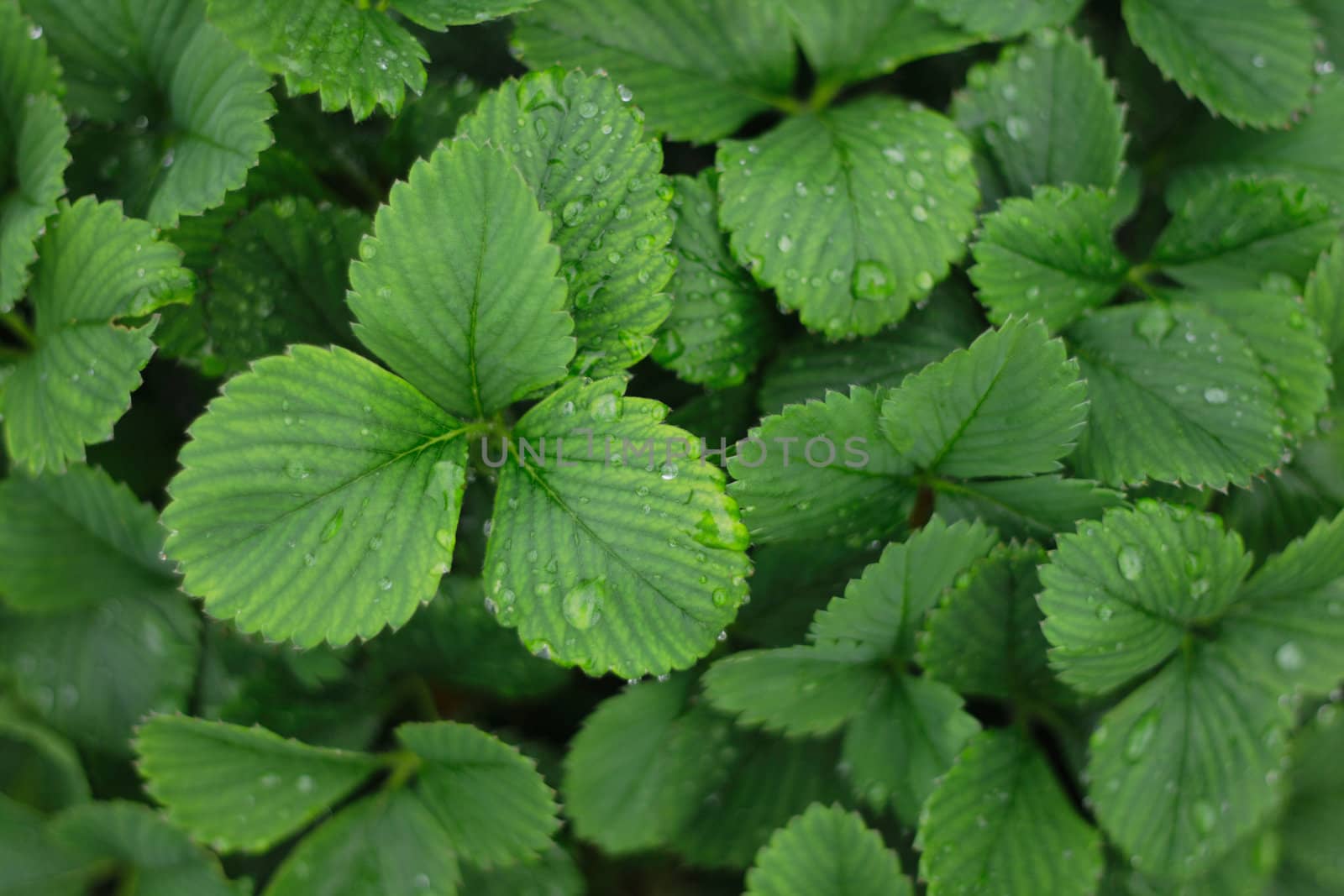 fresh green strawberry leaves  as nice natural background