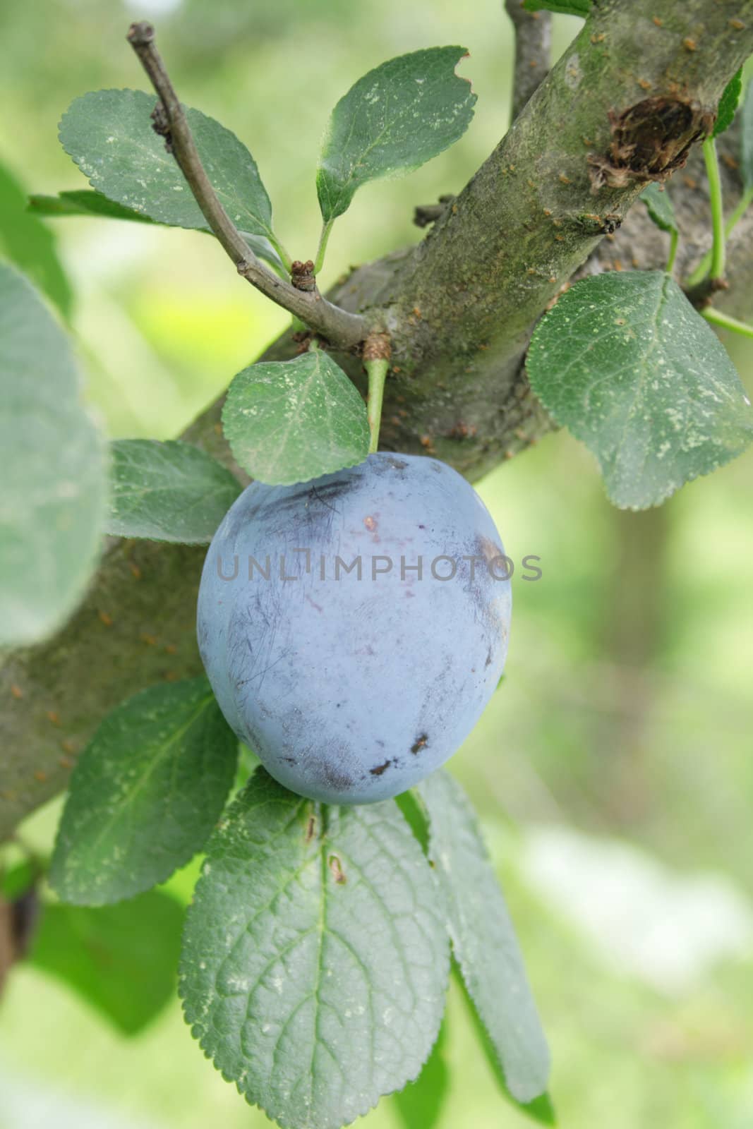 fresh blue plum from the green tree