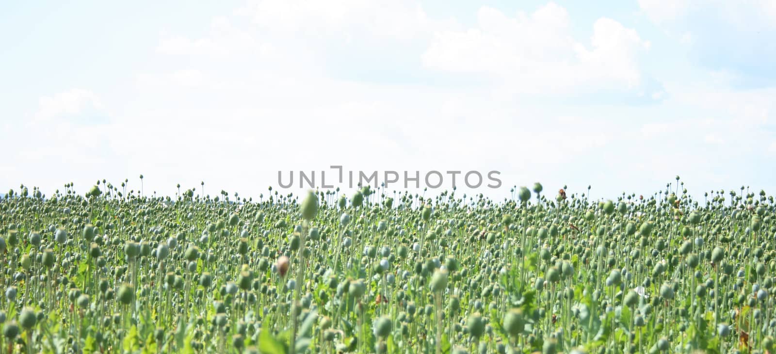 poppy field by jonnysek
