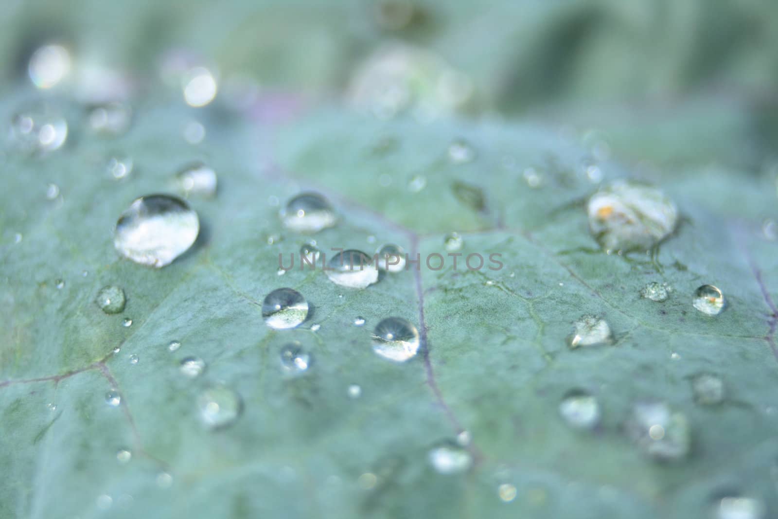 water drops on the green leaf as nice natural background