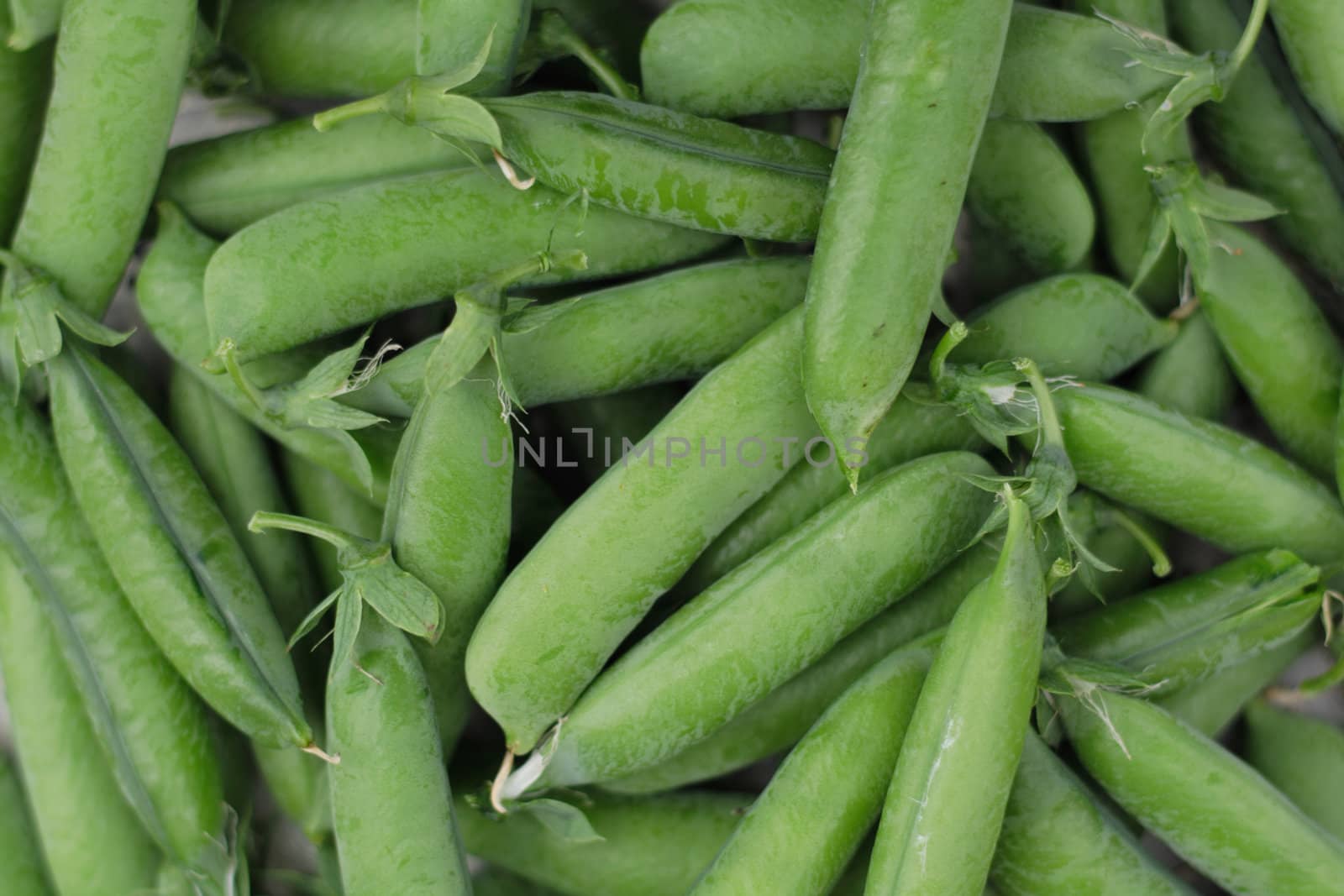 nice pea background from my spring garden 
