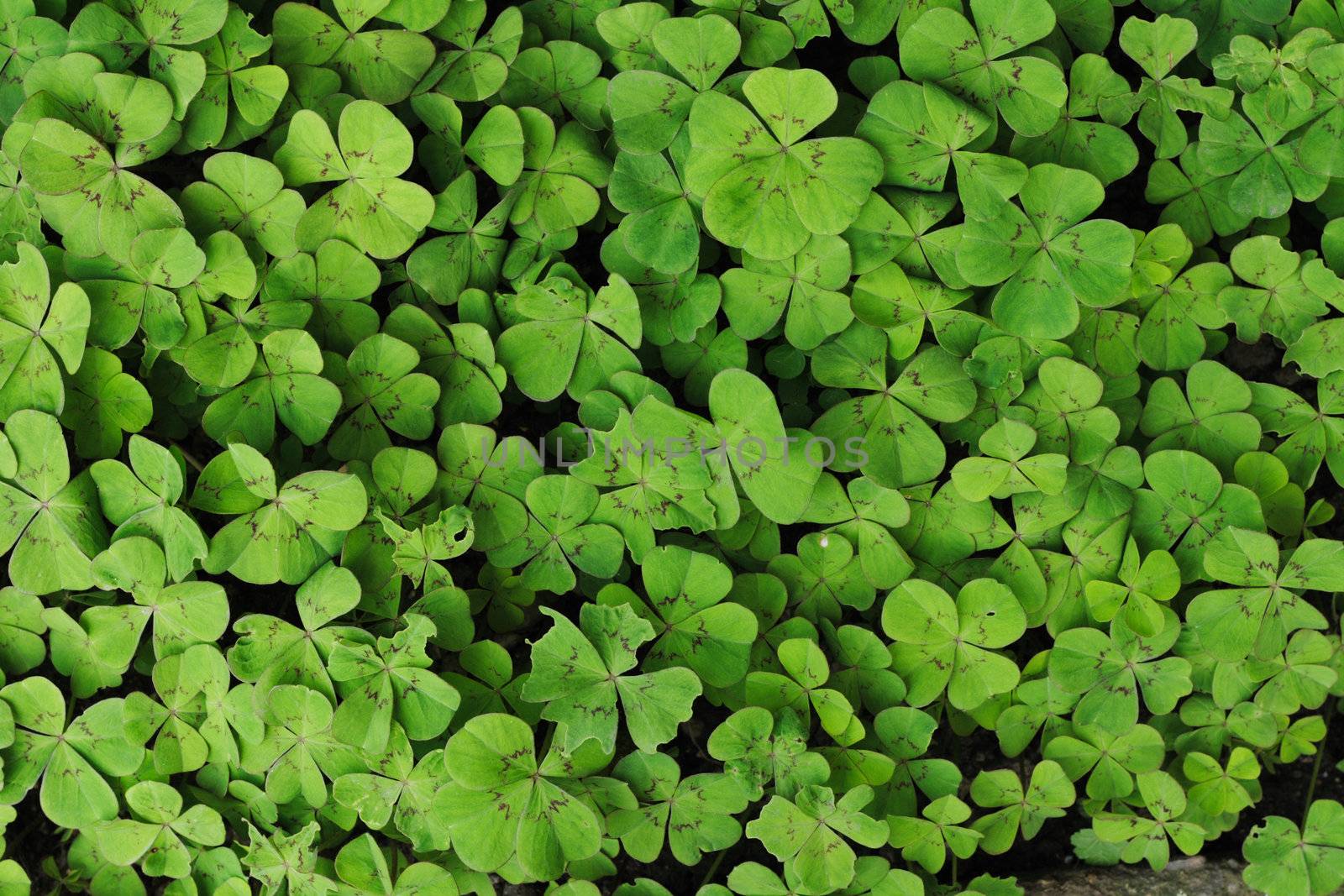 small leaves as very nice green natural background