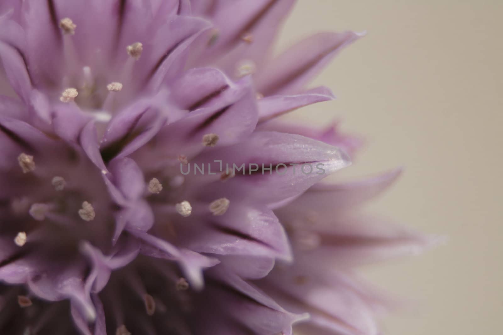 detail of violet flower as nice natural background