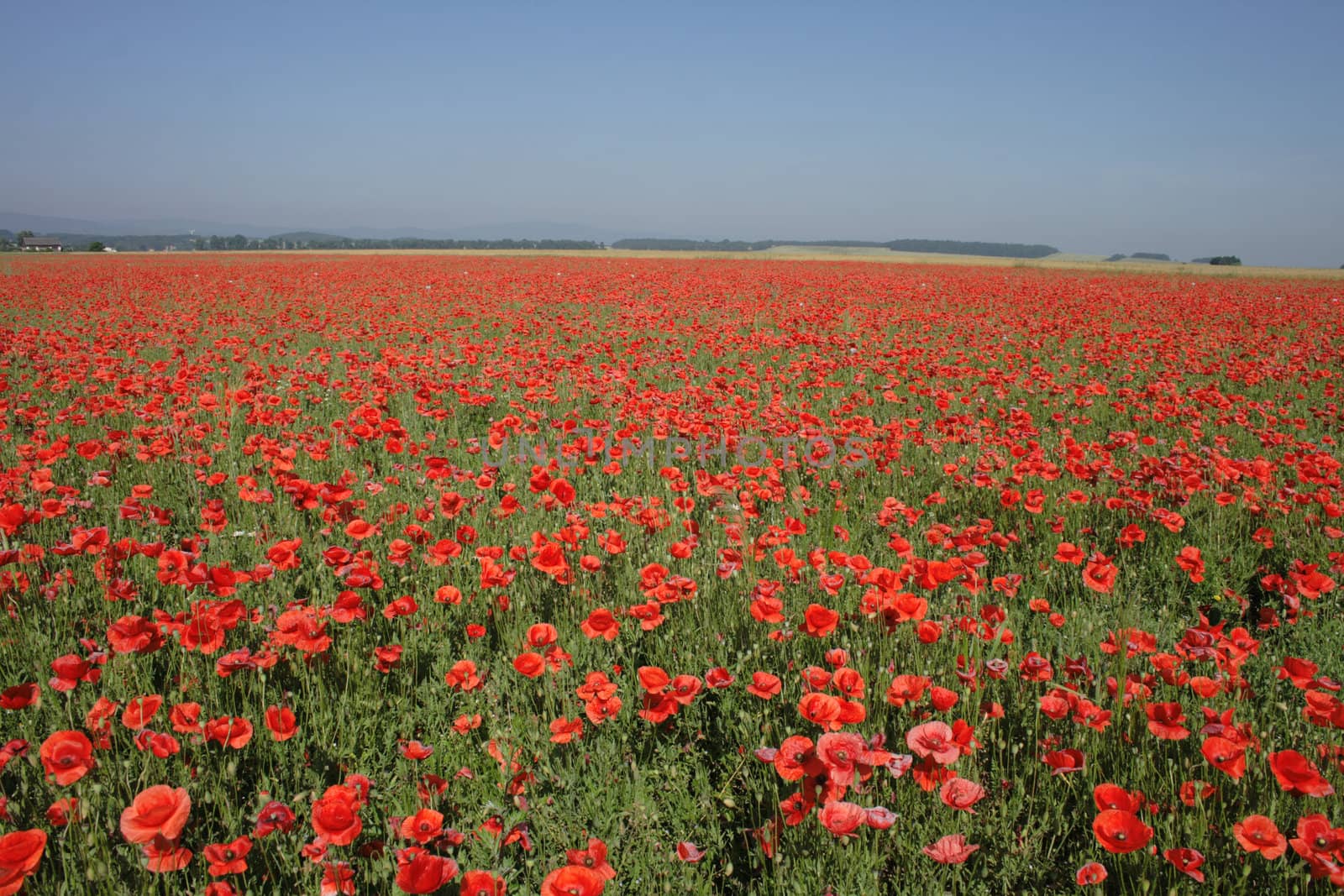 field with beautiful red flowers from the czech republic