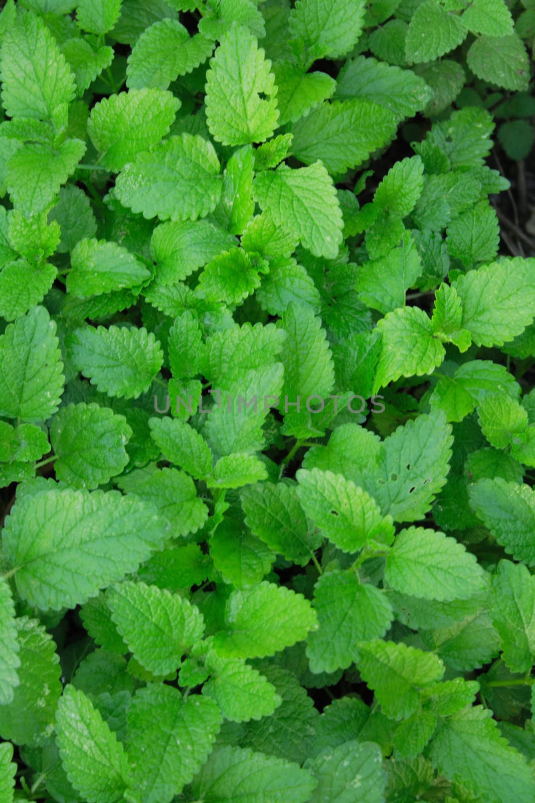 nice green background from the fresh leaves 