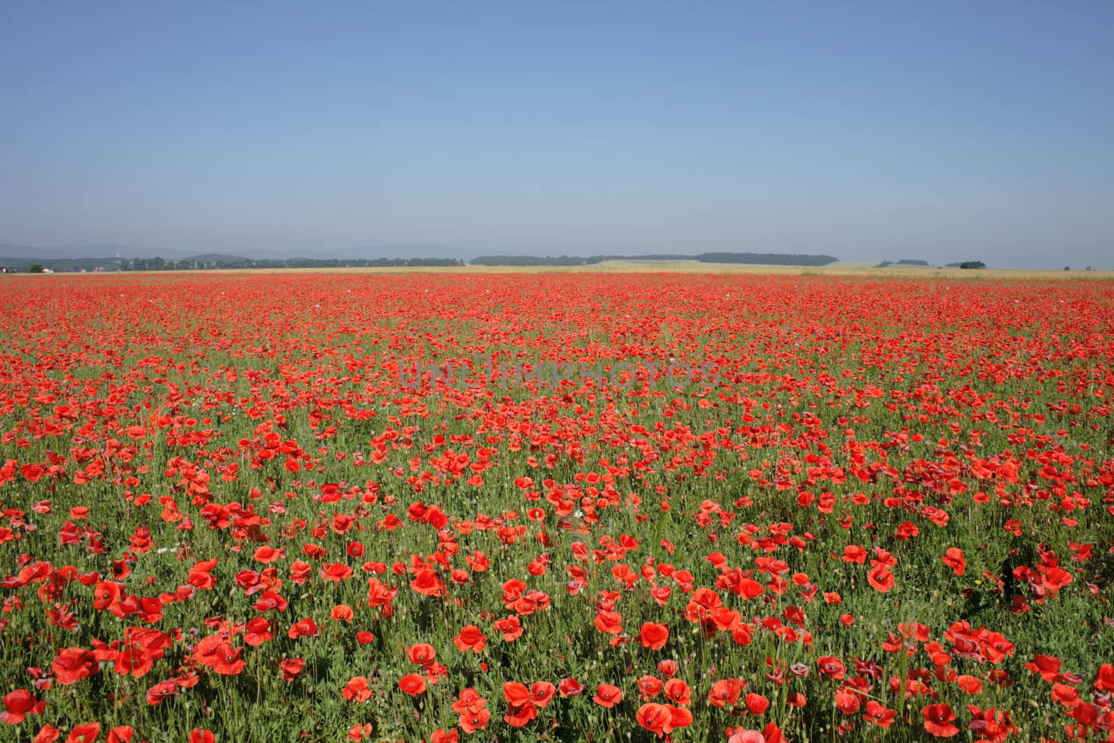 red poppy flower as nice natural background