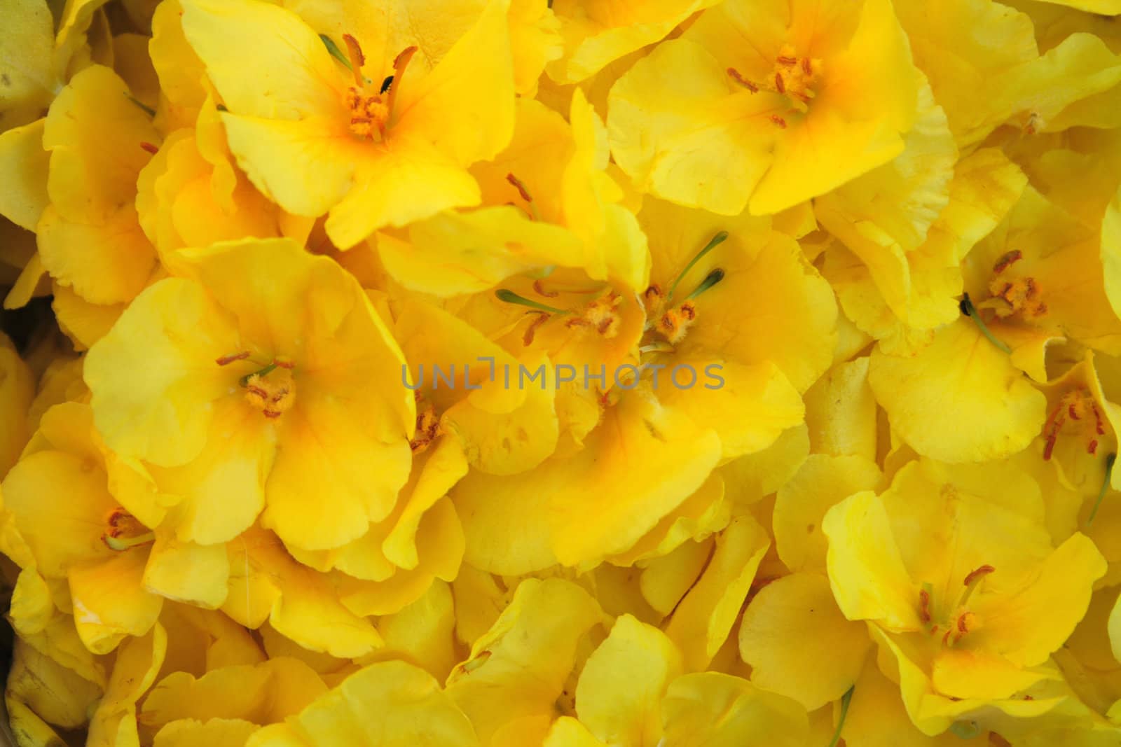 yellow goldenrod flower as nice natural background