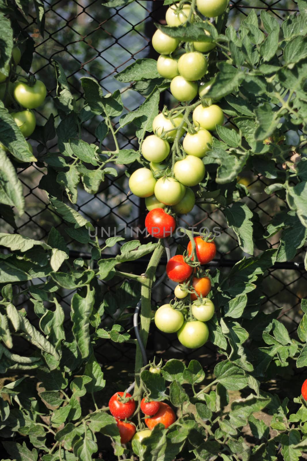 tomatoes in the early summer as nice food background