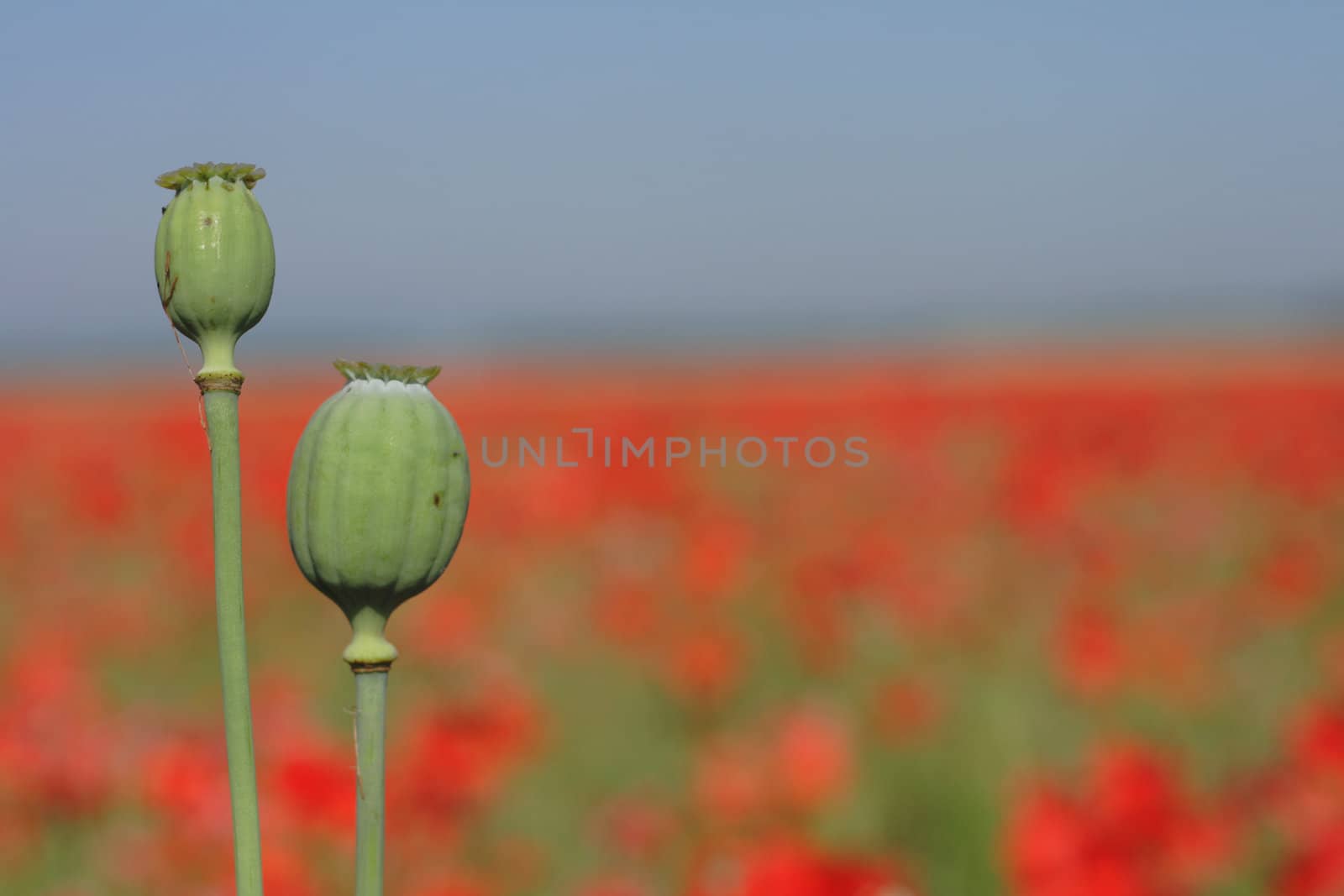 red poppy flower as nice natural background