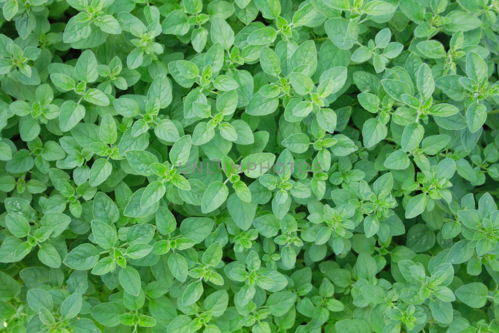 nice green background from the fresh leaves 