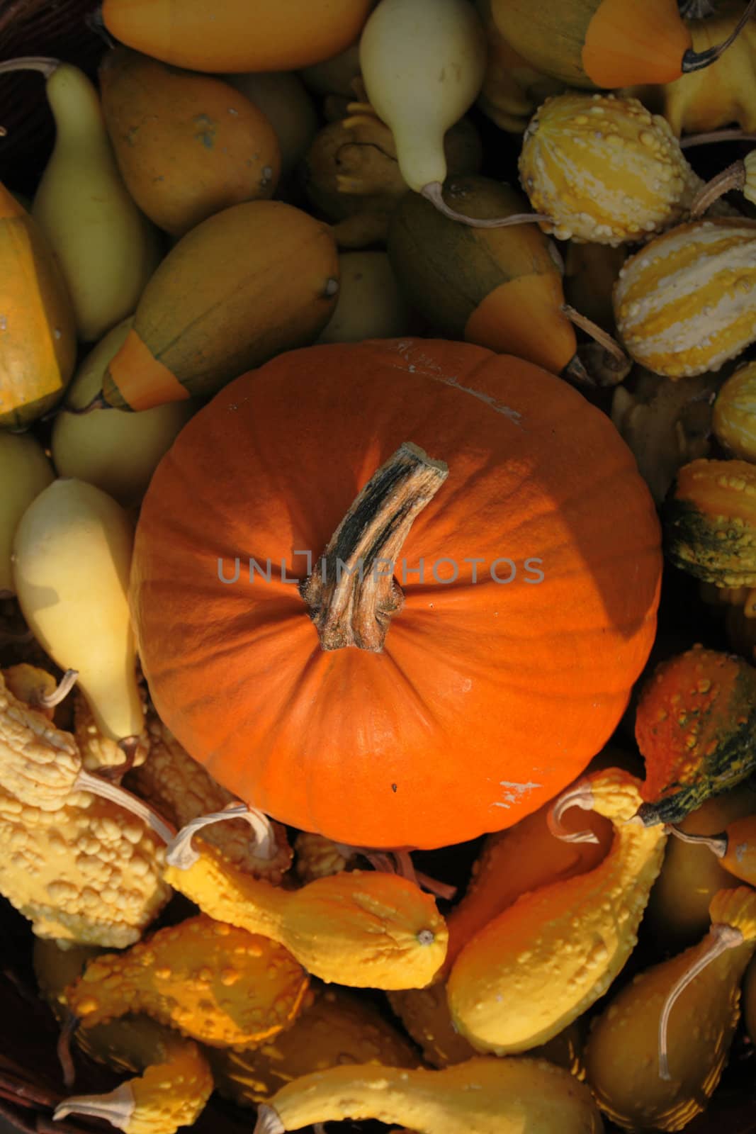 autumn pumpkins asn nice natural food background