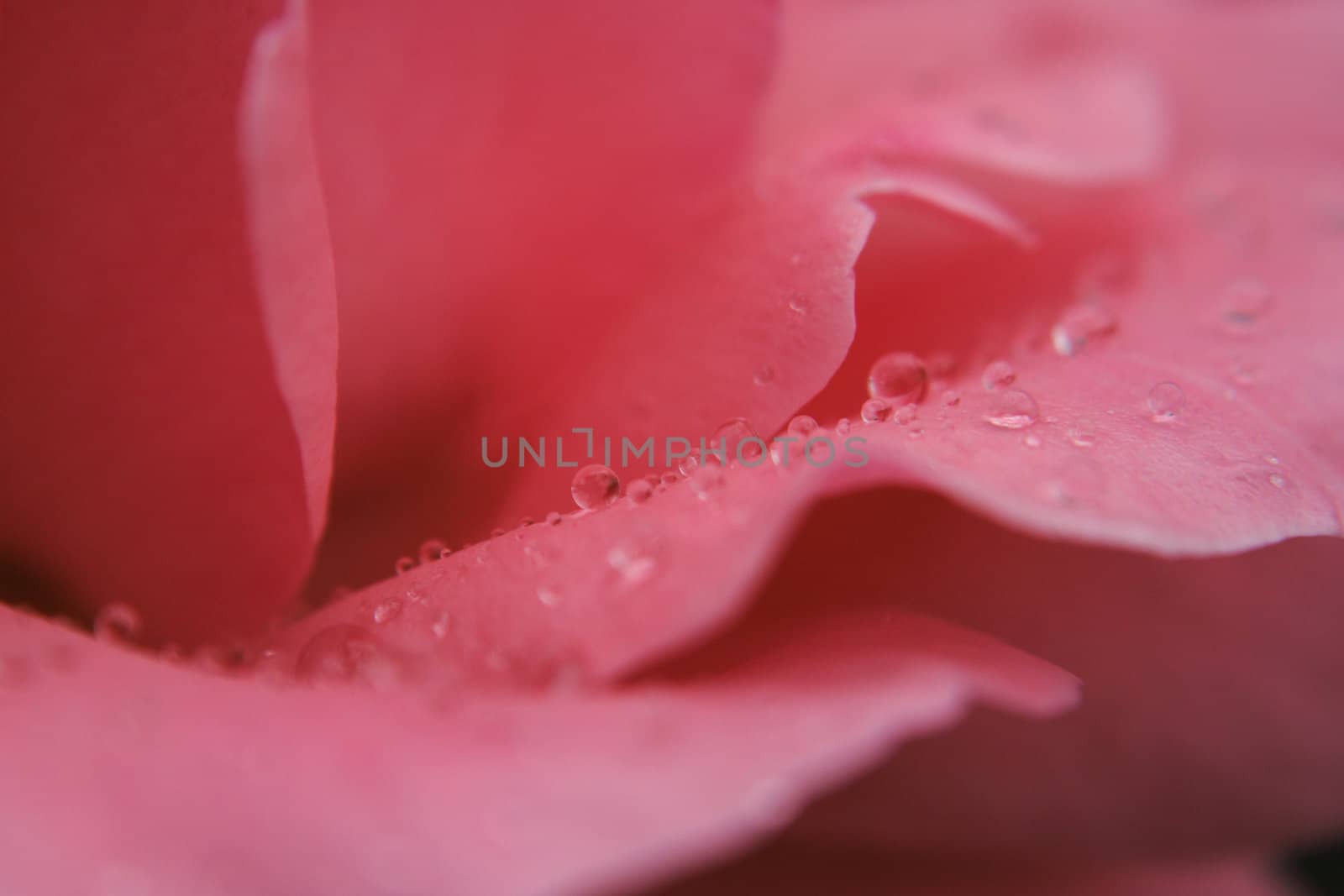 rose detail with water drops  by jonnysek