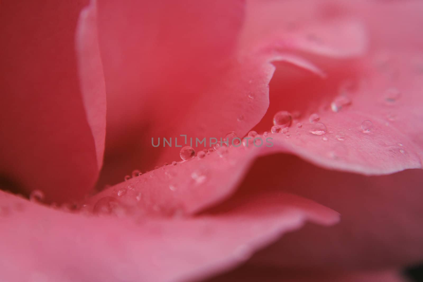 rose detail with water drops as nice natural background