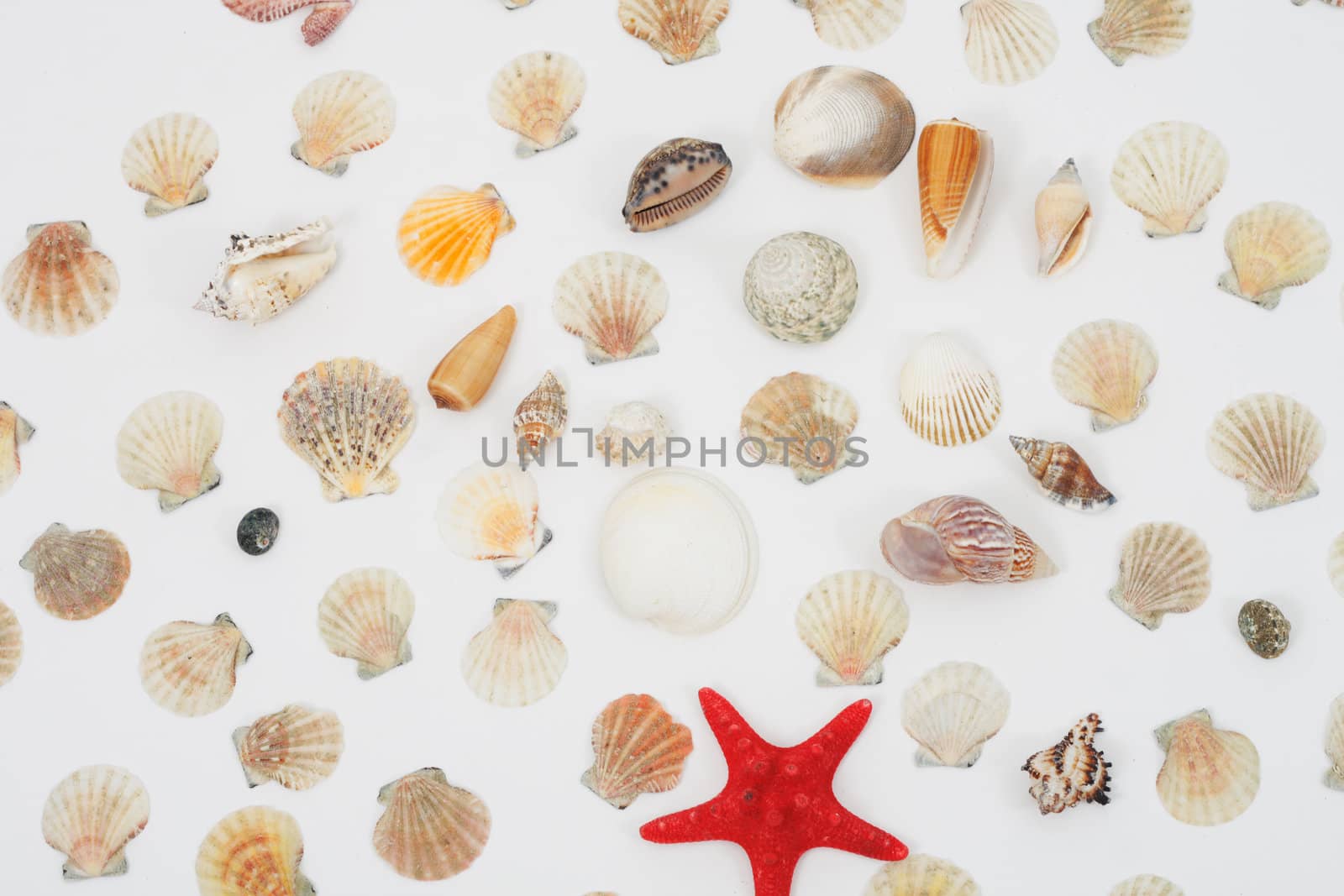nice sea shells on the white background 