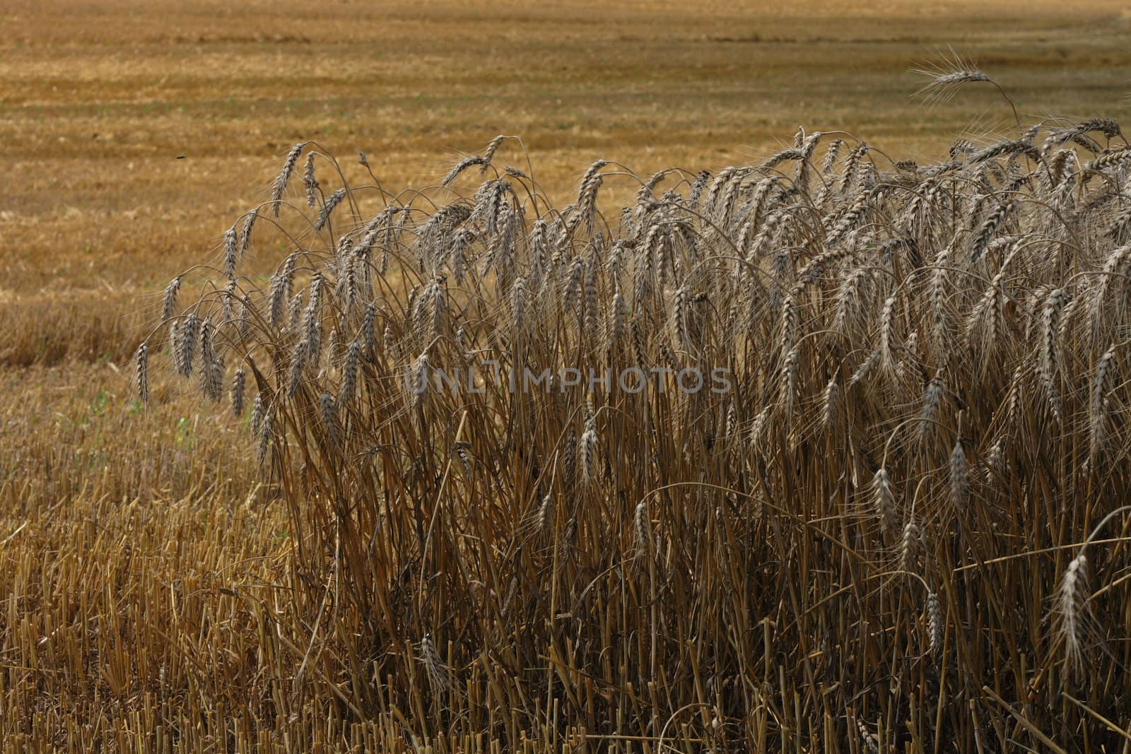 golden corn field as very nice natural background