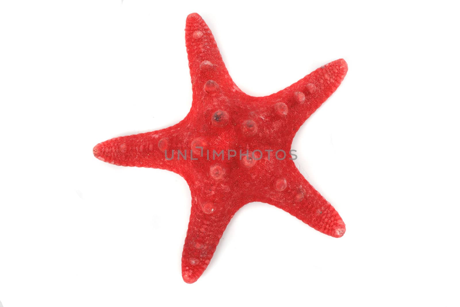 red sea star isolated on the white background