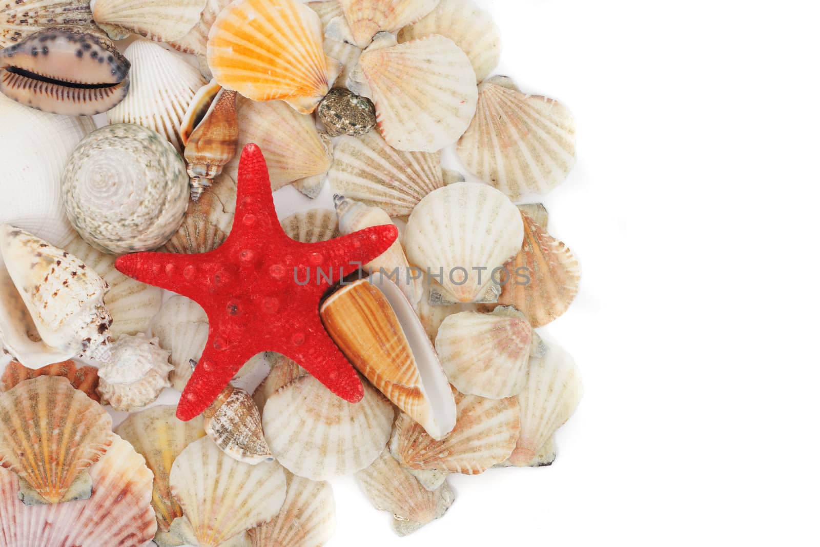 nice sea shells on the white background 