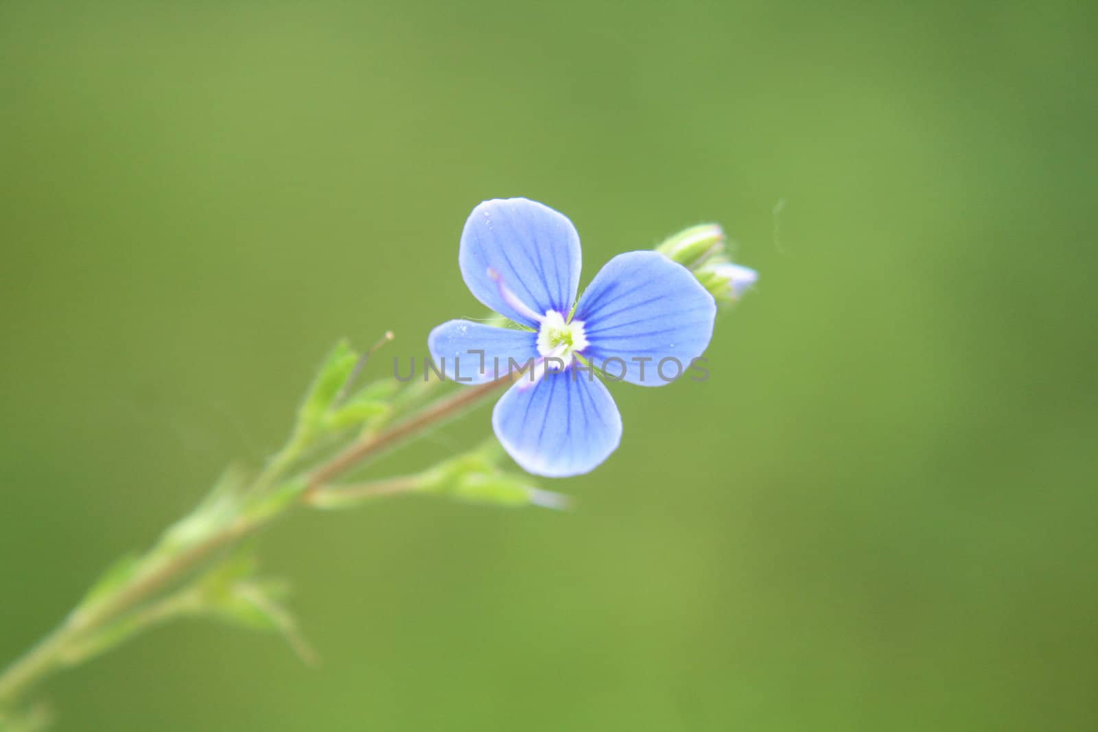 nice blue flower  by jonnysek