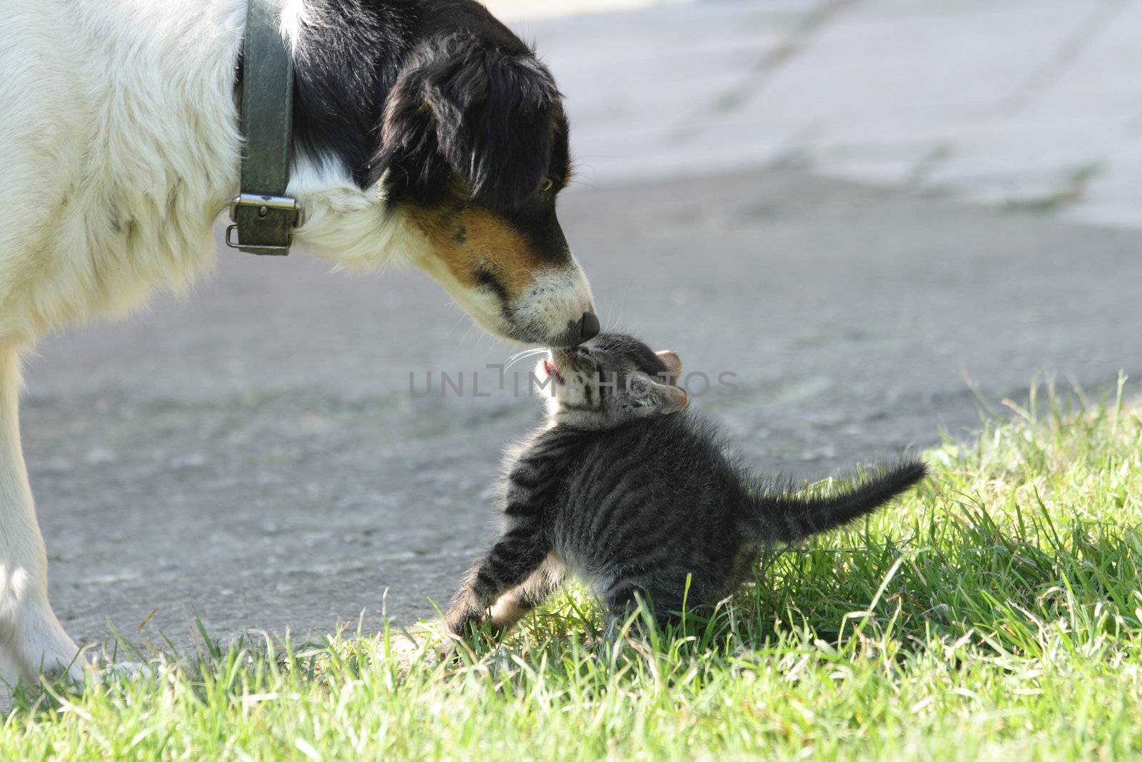 young cat and old dog are friends 