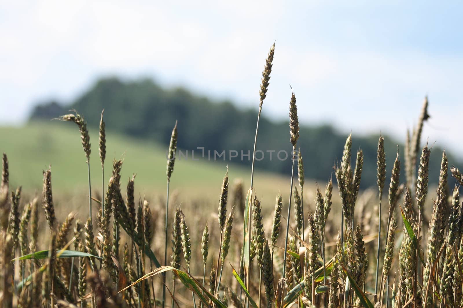 very nice natural background with golden corn 