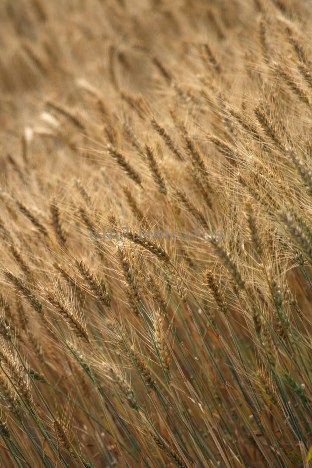 very nice natural background with golden corn 