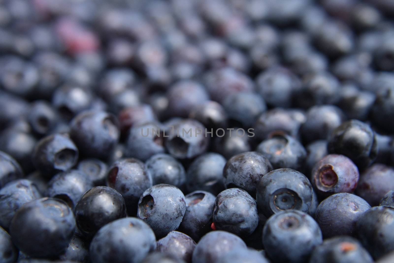 fresh blueberries background as nice food background