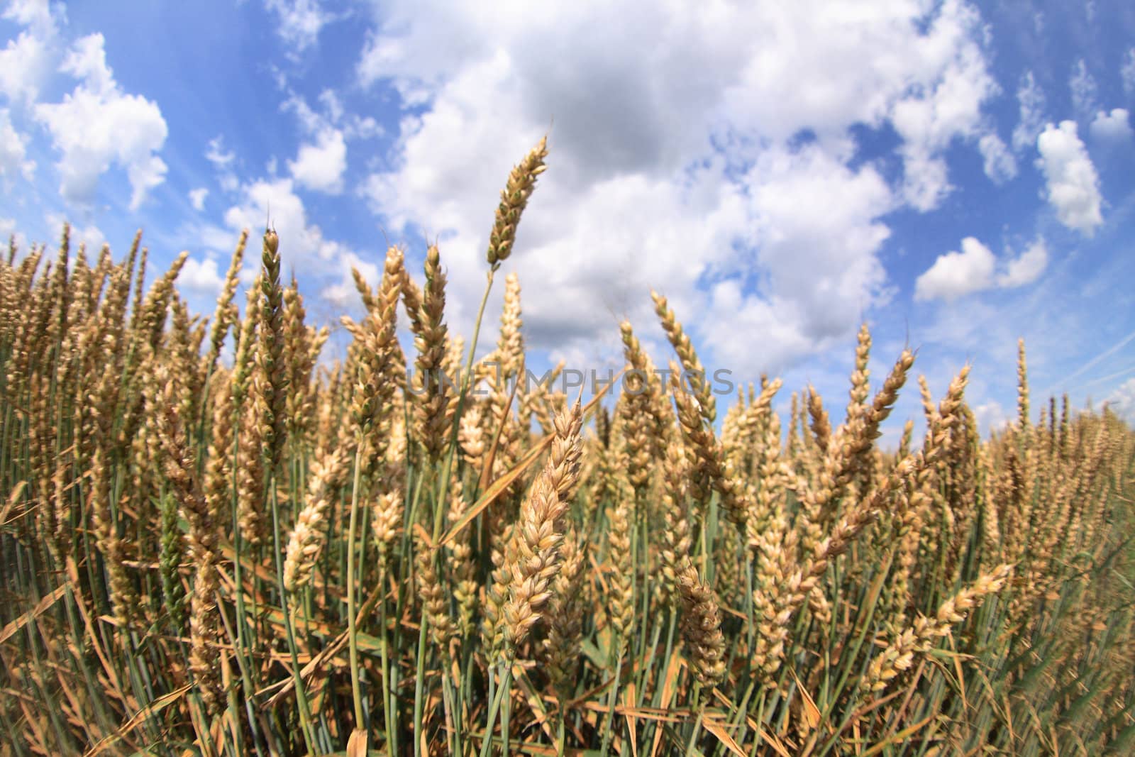 nice golden corn field and the blue sky 