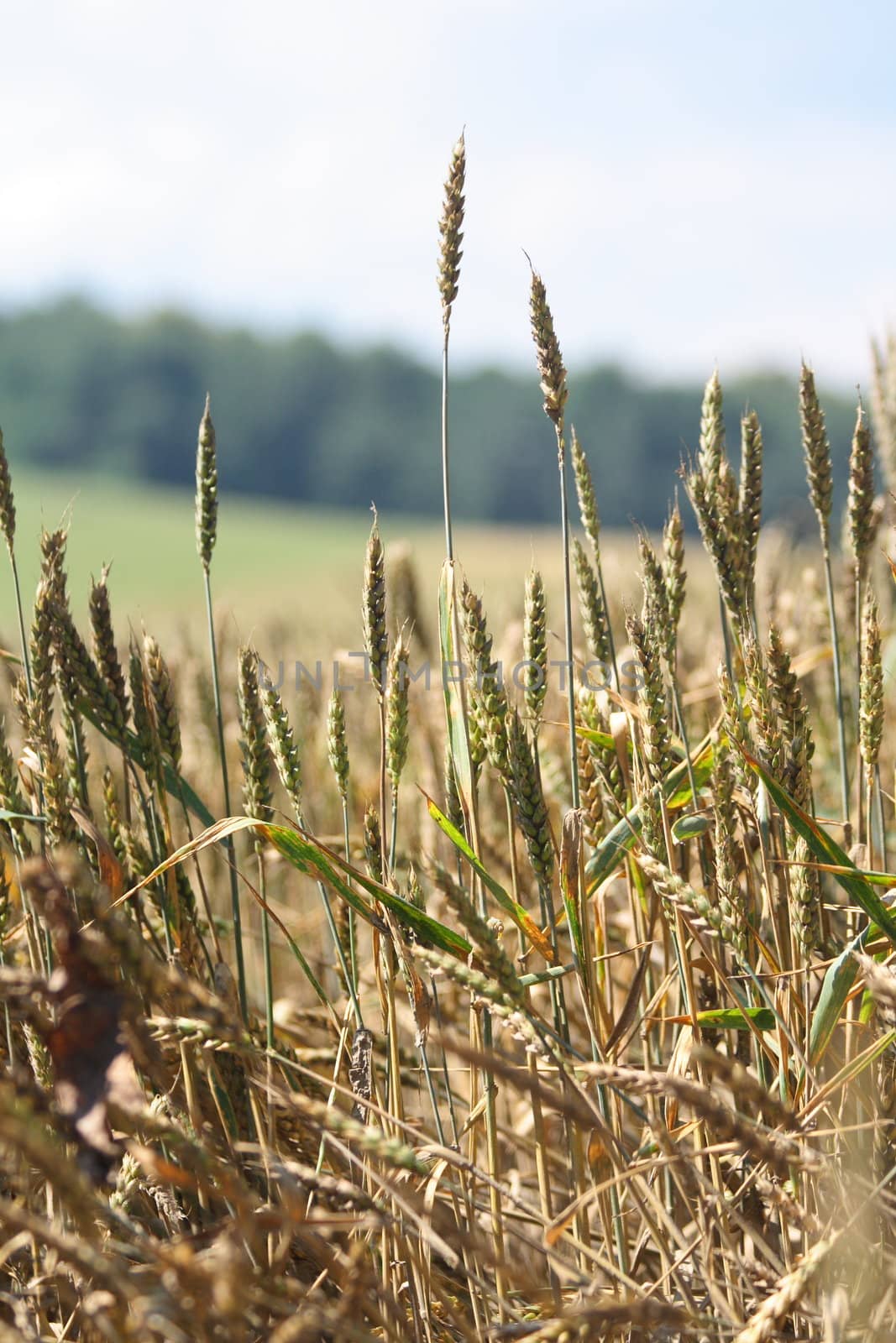 golden corn and the blue sky as natural background