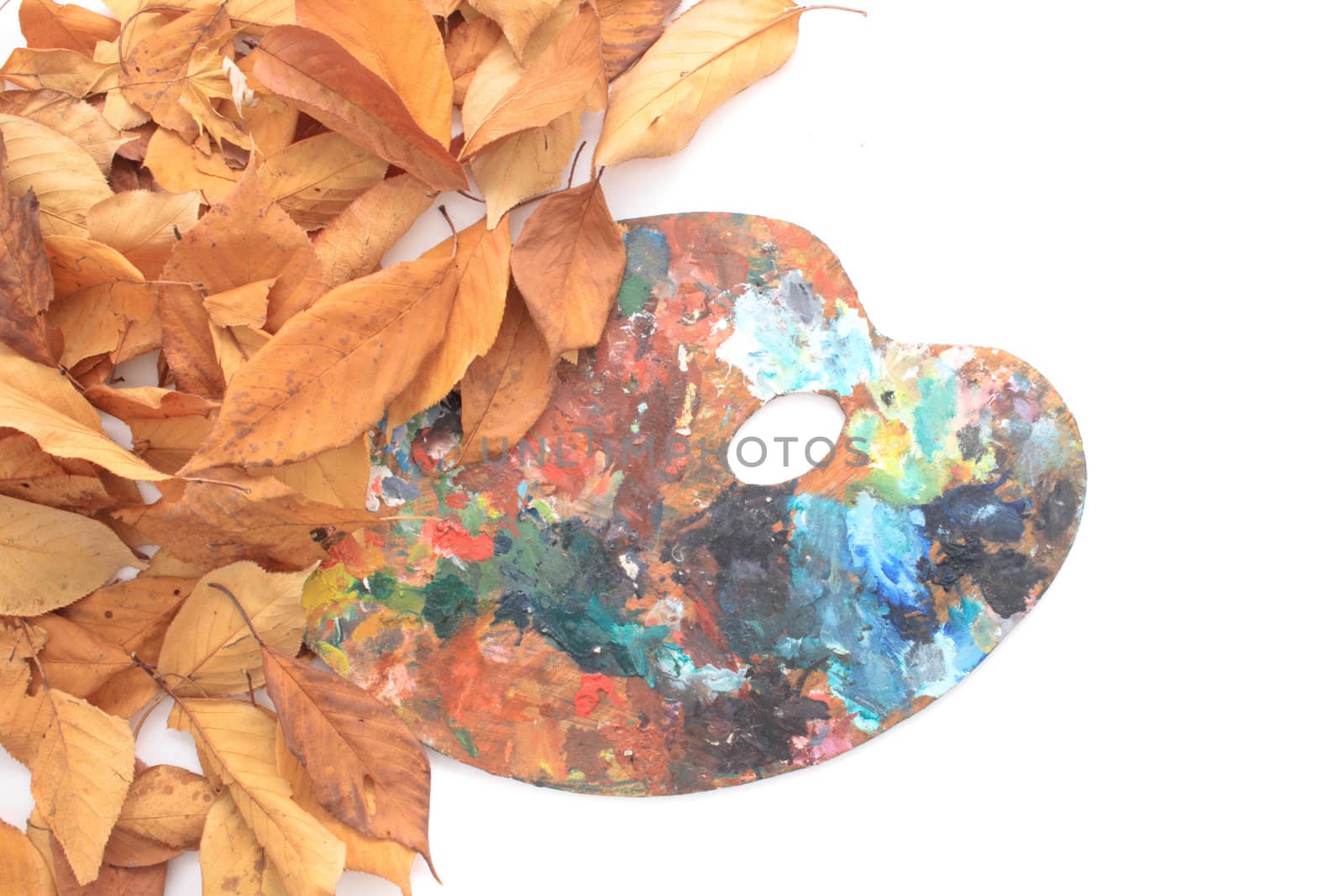 autumn  background from the old leaves on the white background