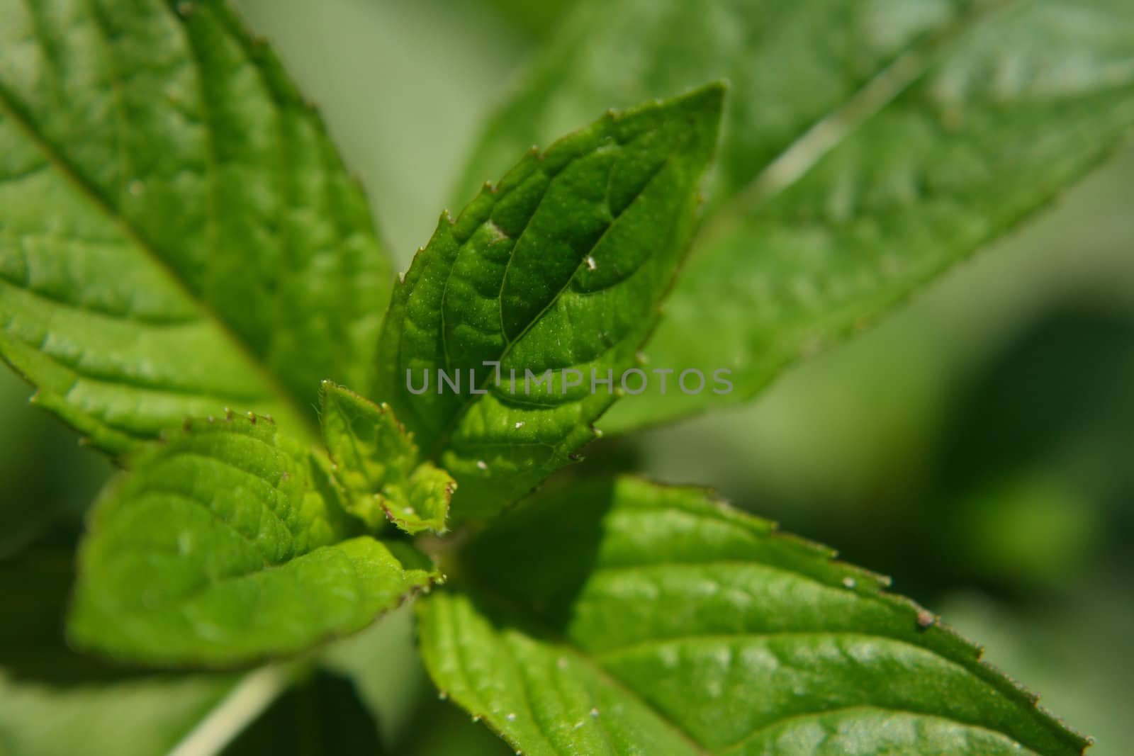 very nice natural green mint background