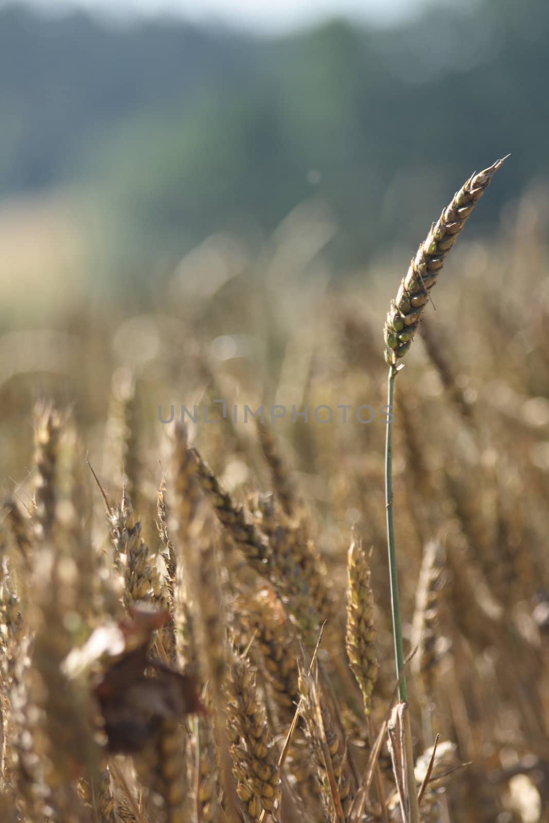 very nice natural background with golden corn 