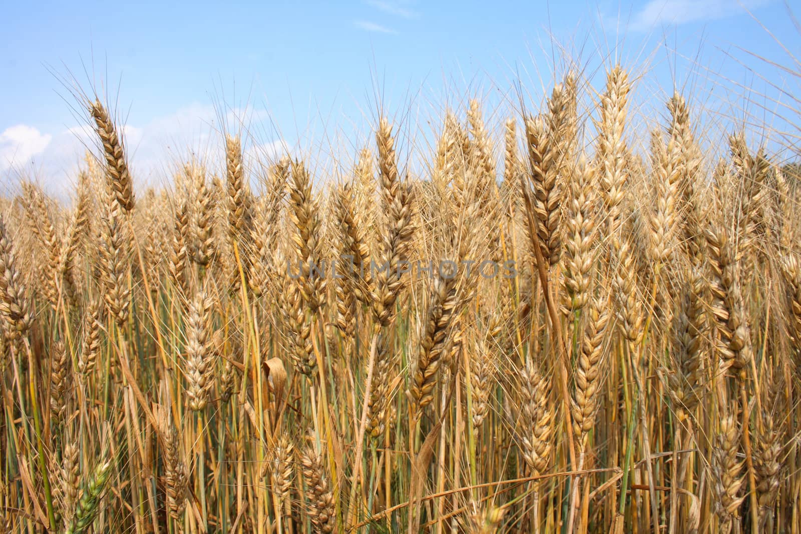 very nice natural background with golden corn 