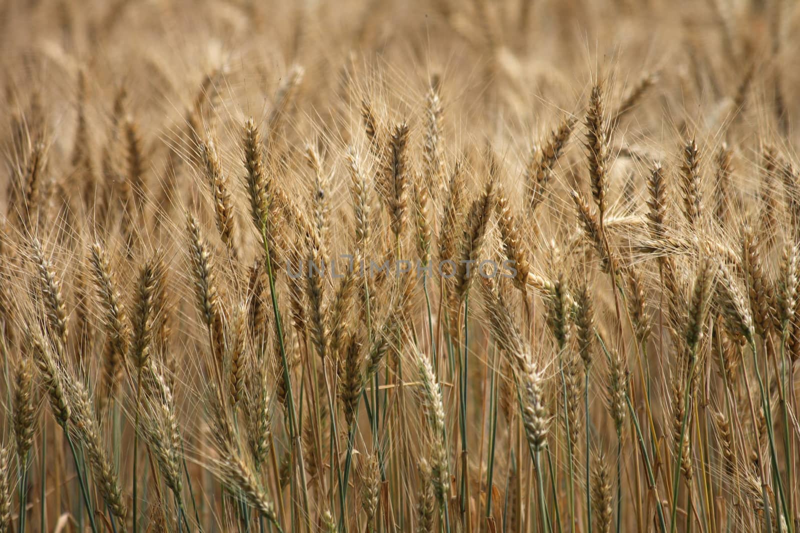 very nice natural background with golden corn 