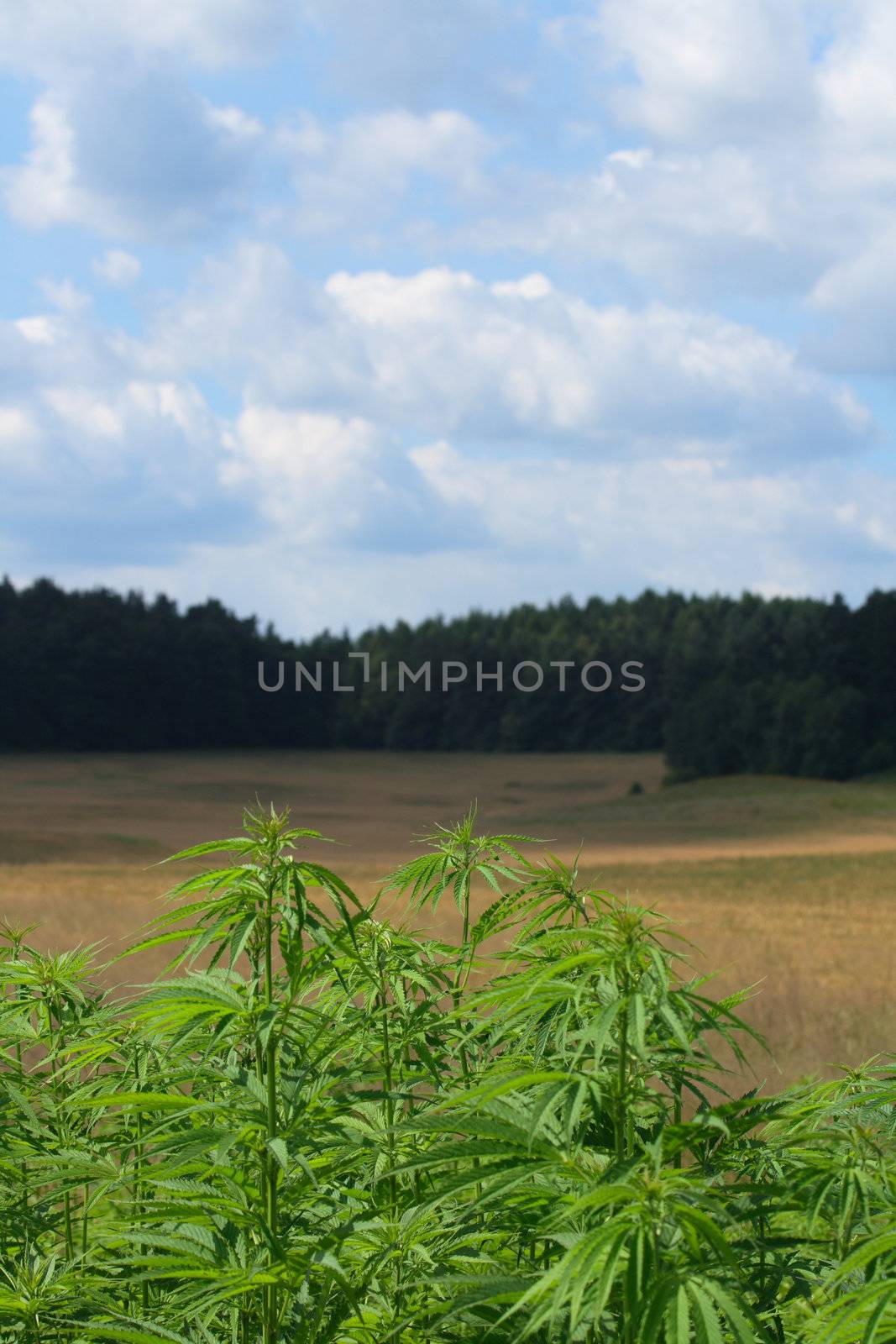 marijuana field and blue sky in the czech republic 
