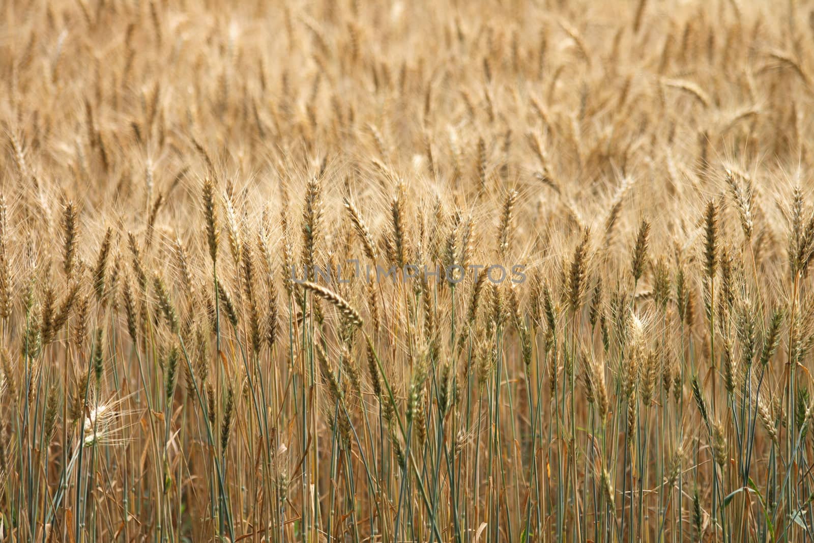 very nice natural background with golden corn 