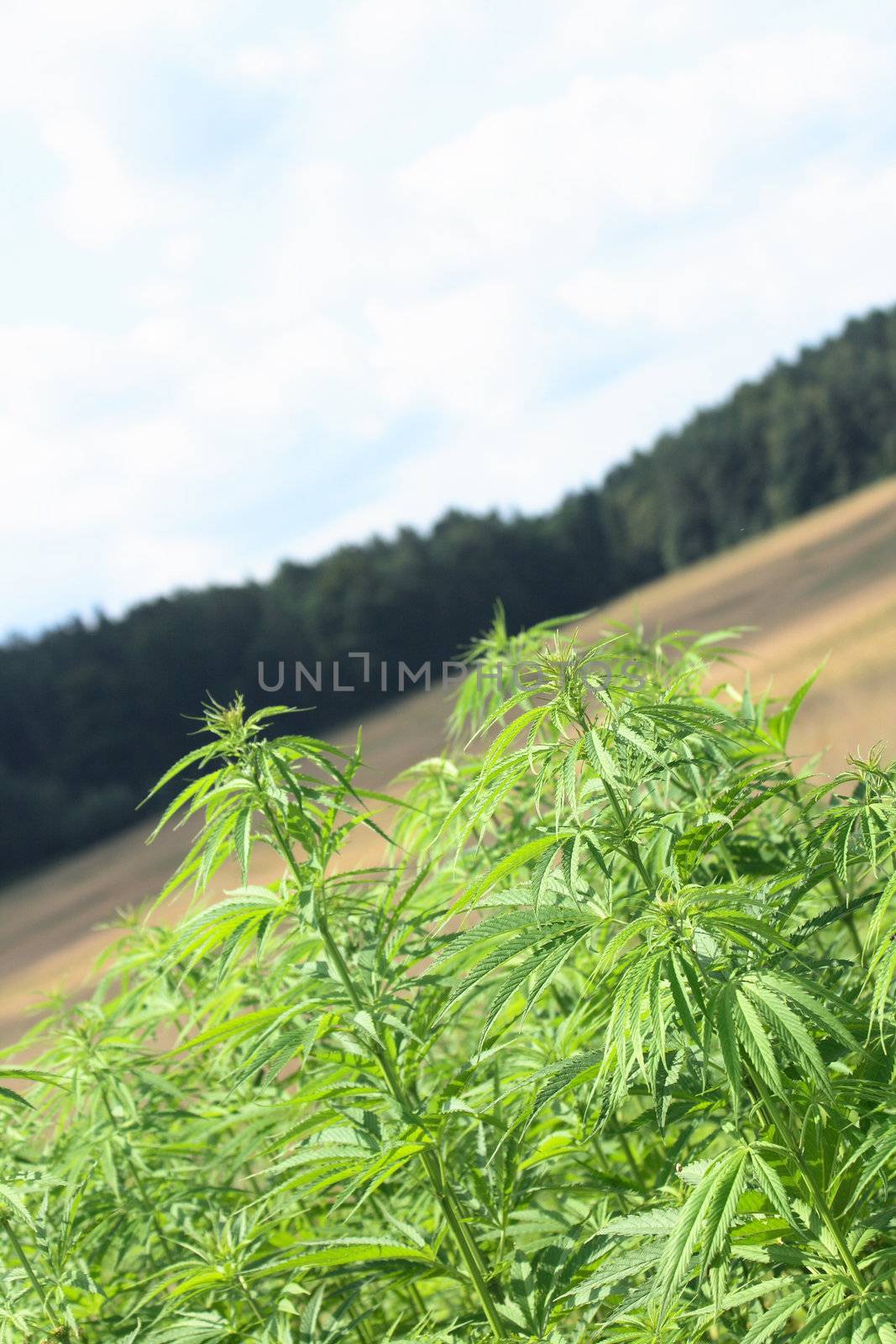 large marijuana field and the blue sky 