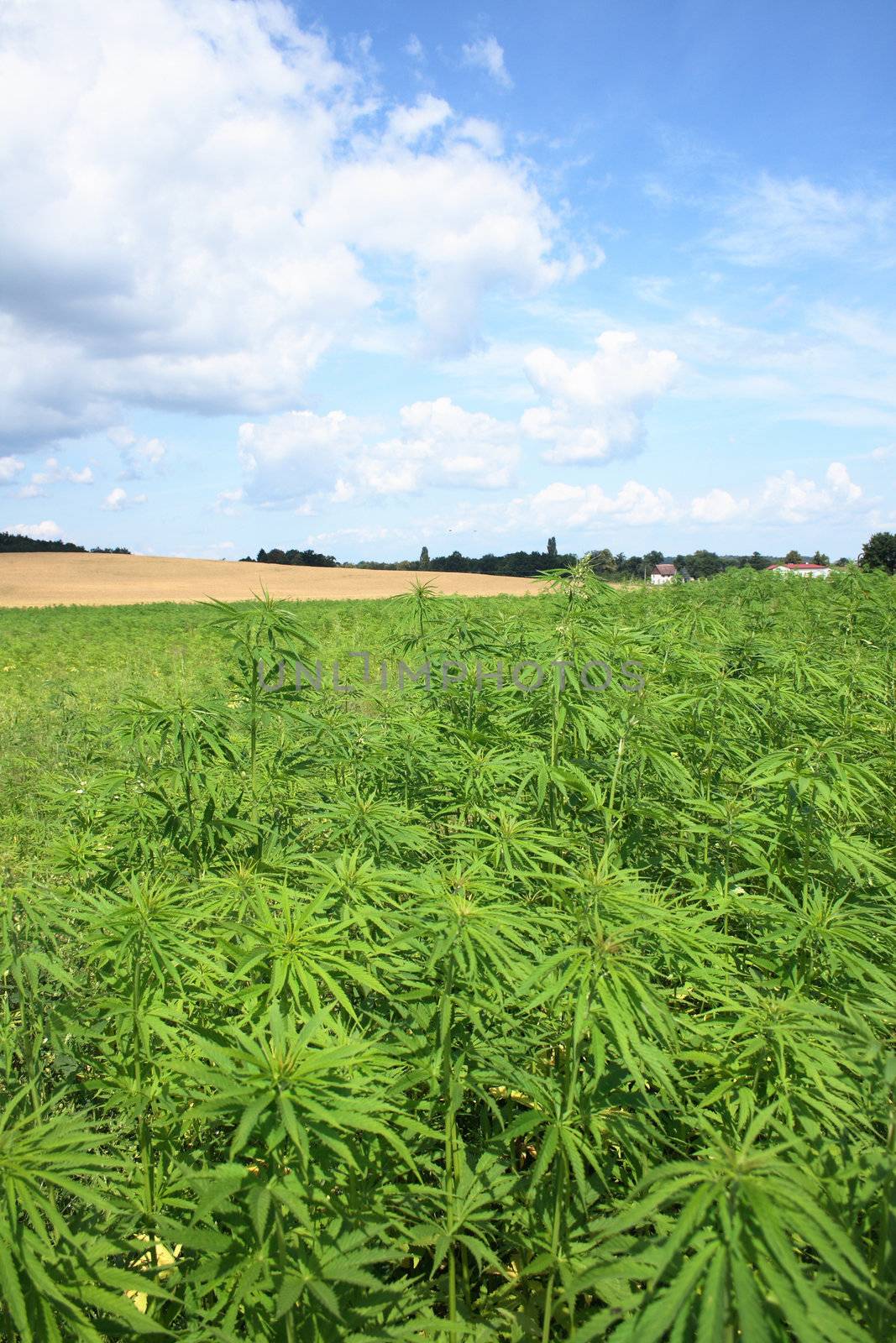large marijuana field and the blue sky 