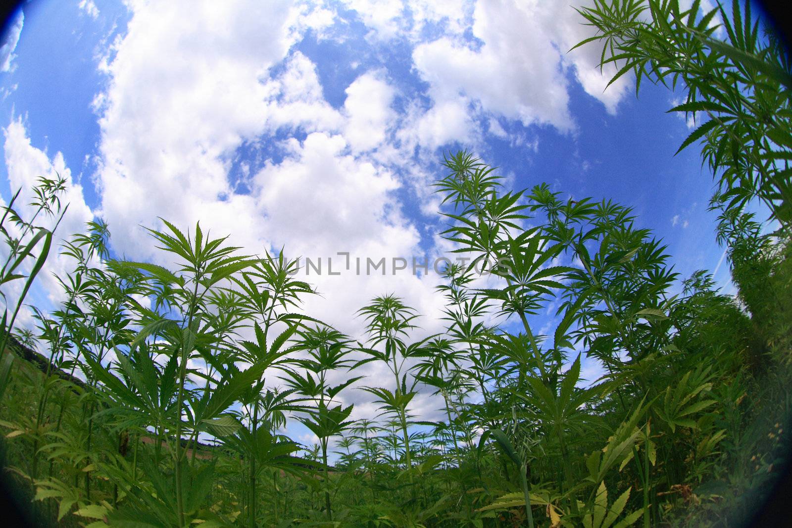marijuana field and blue sky in the czech republic 